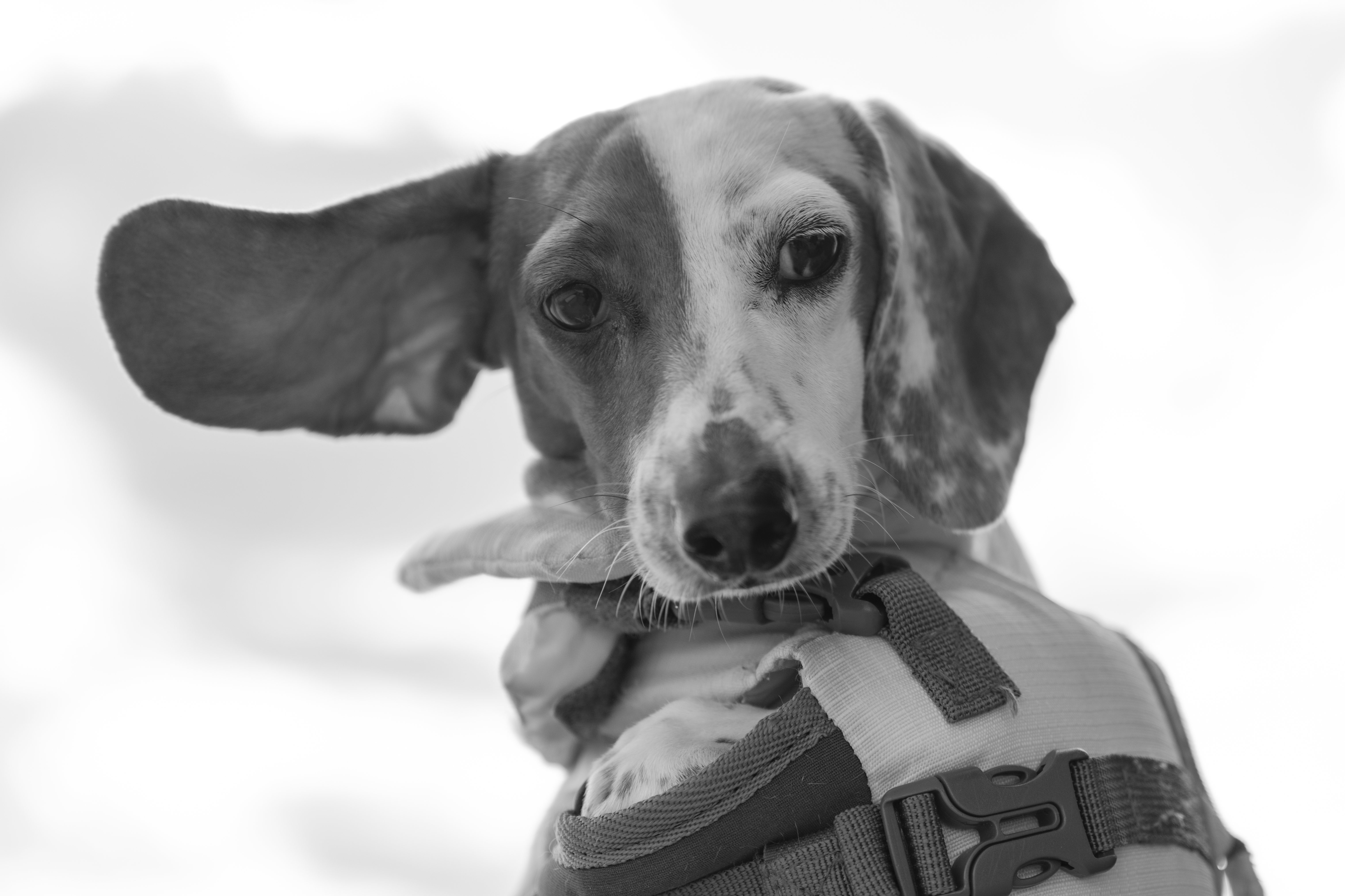 Wildlife — Fishing454