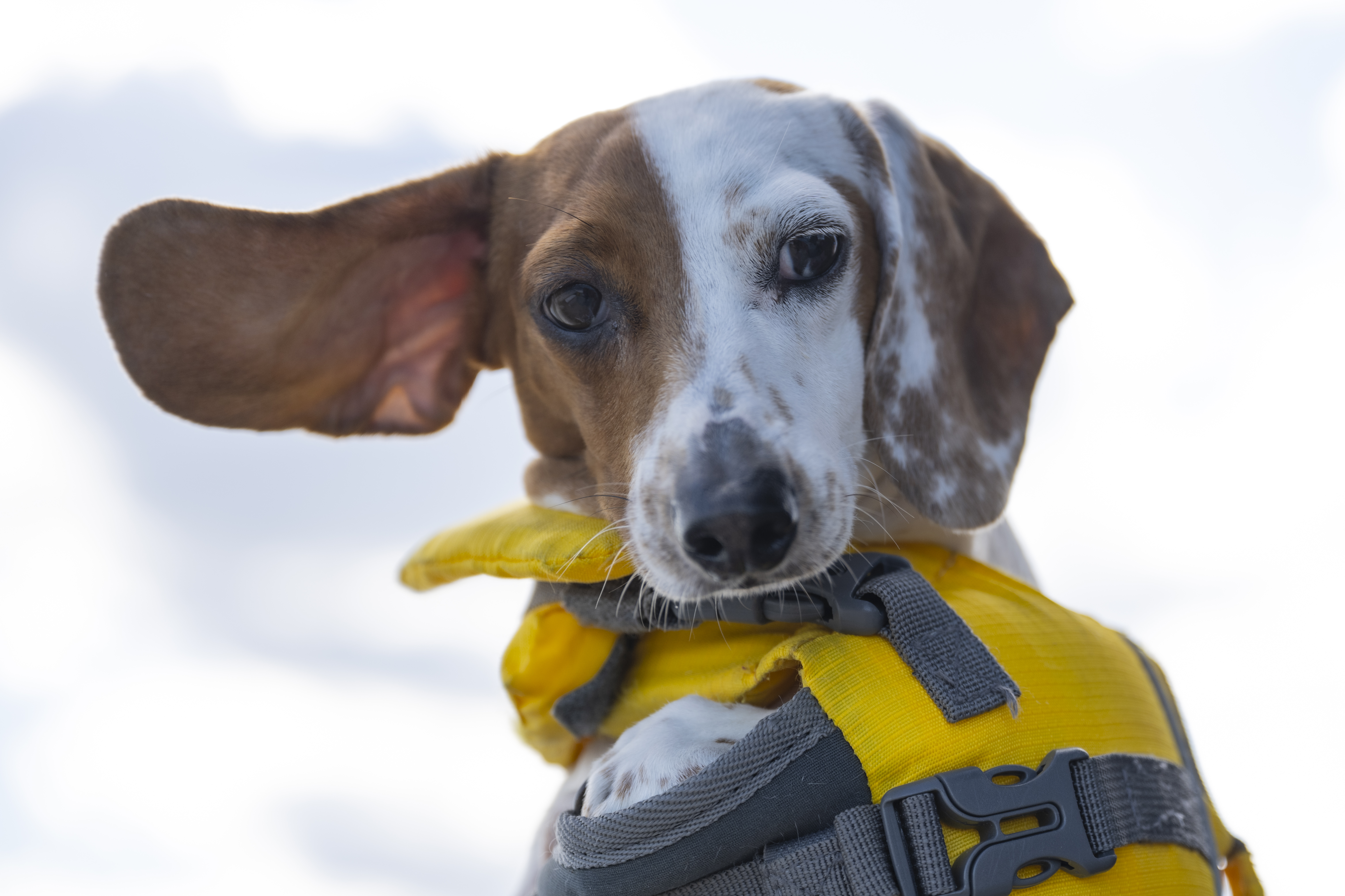 Wildlife — Fishing454 1