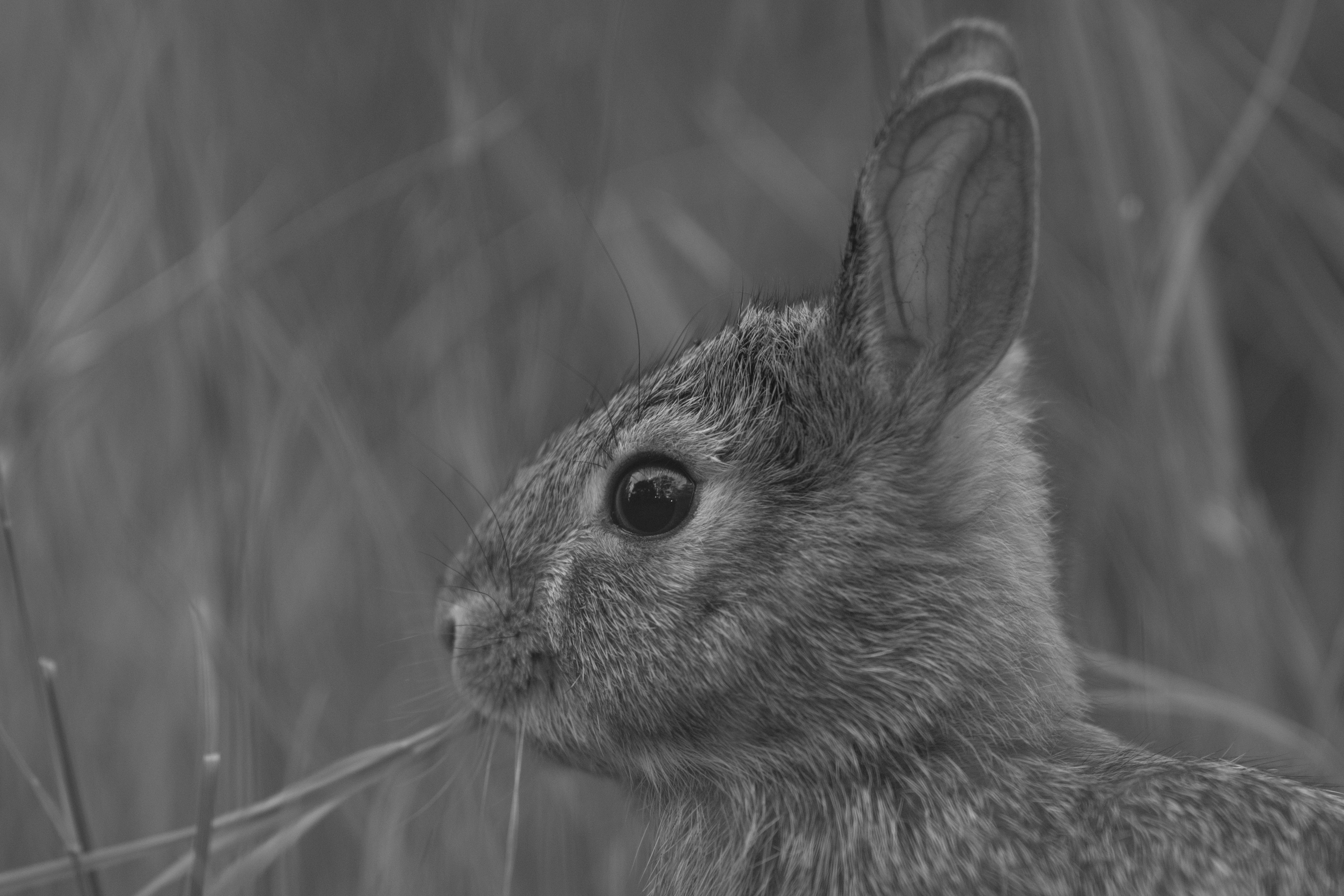 Wildlife — Bunny29