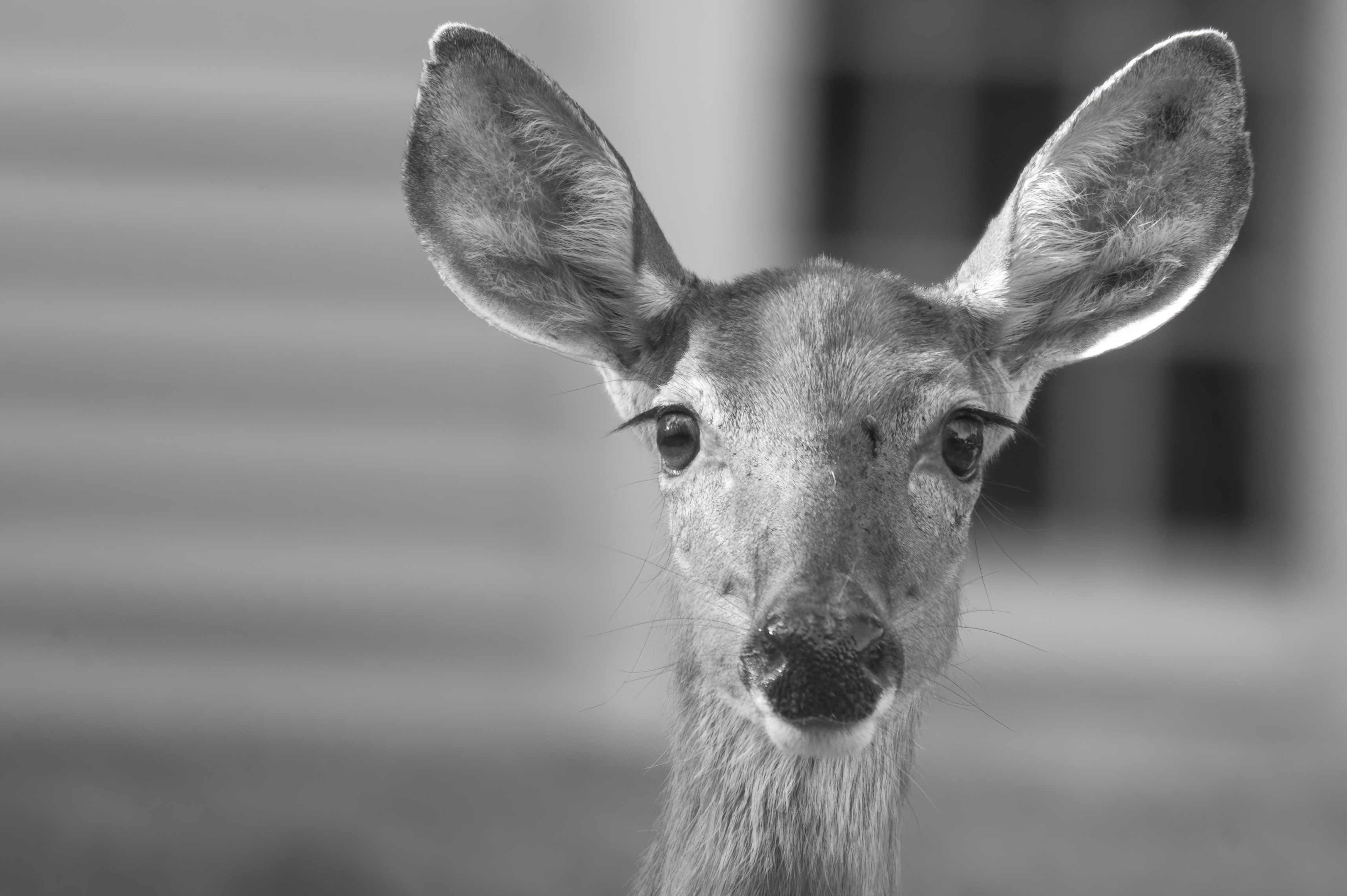 Wildlife — MallsDeer286 f