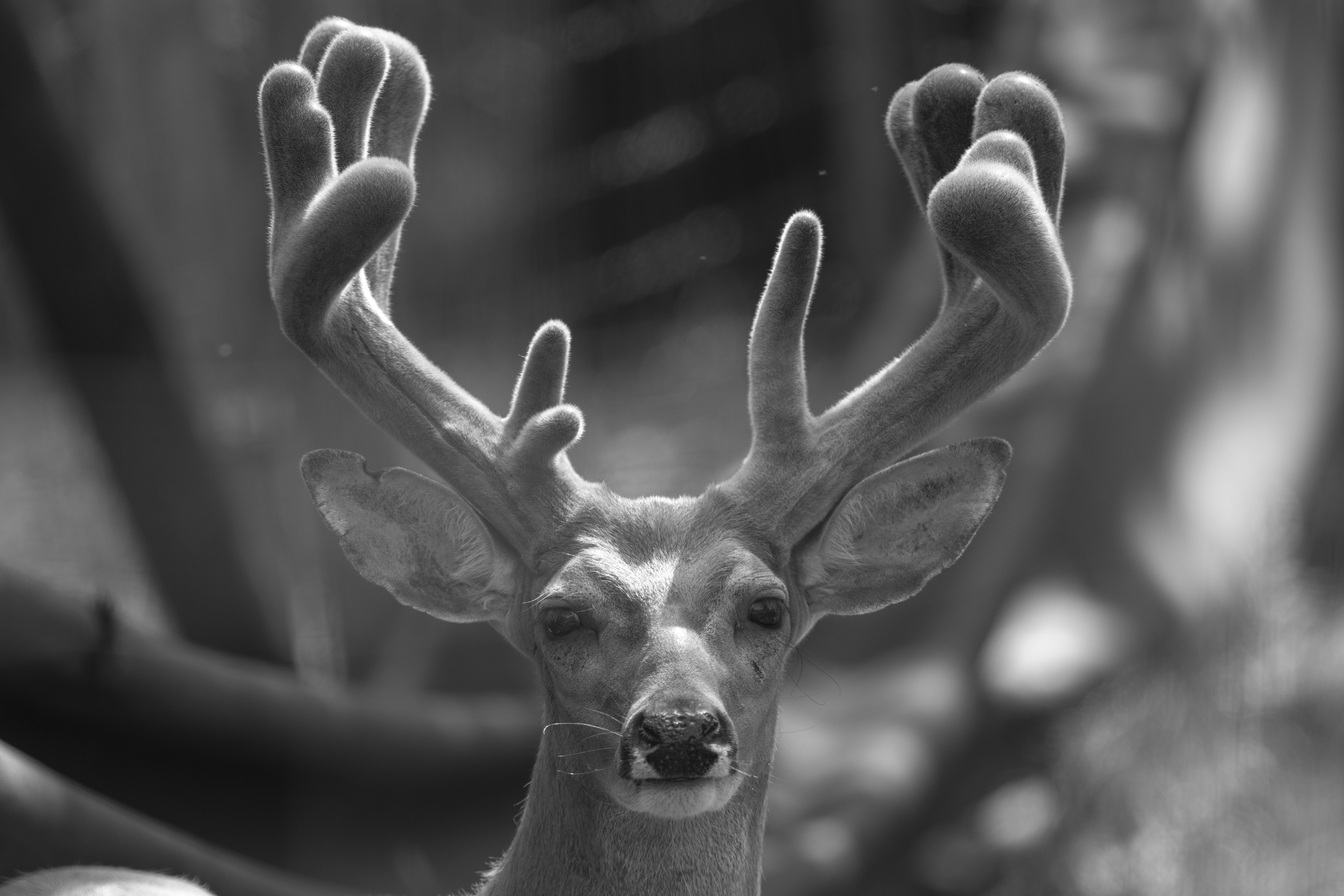 Wildlife — Hayward Bucks033