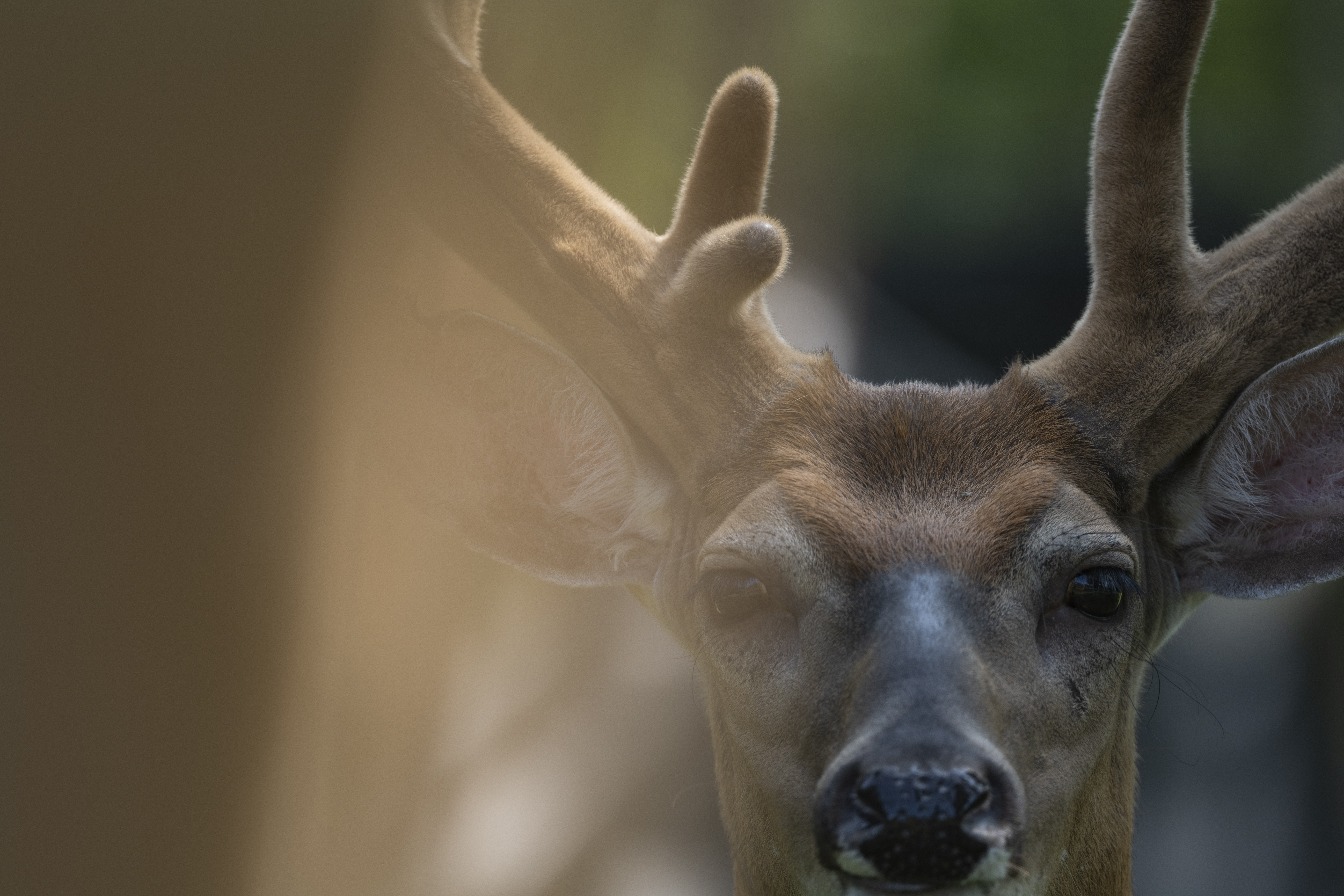 Wildlife — Hayward Bucks046