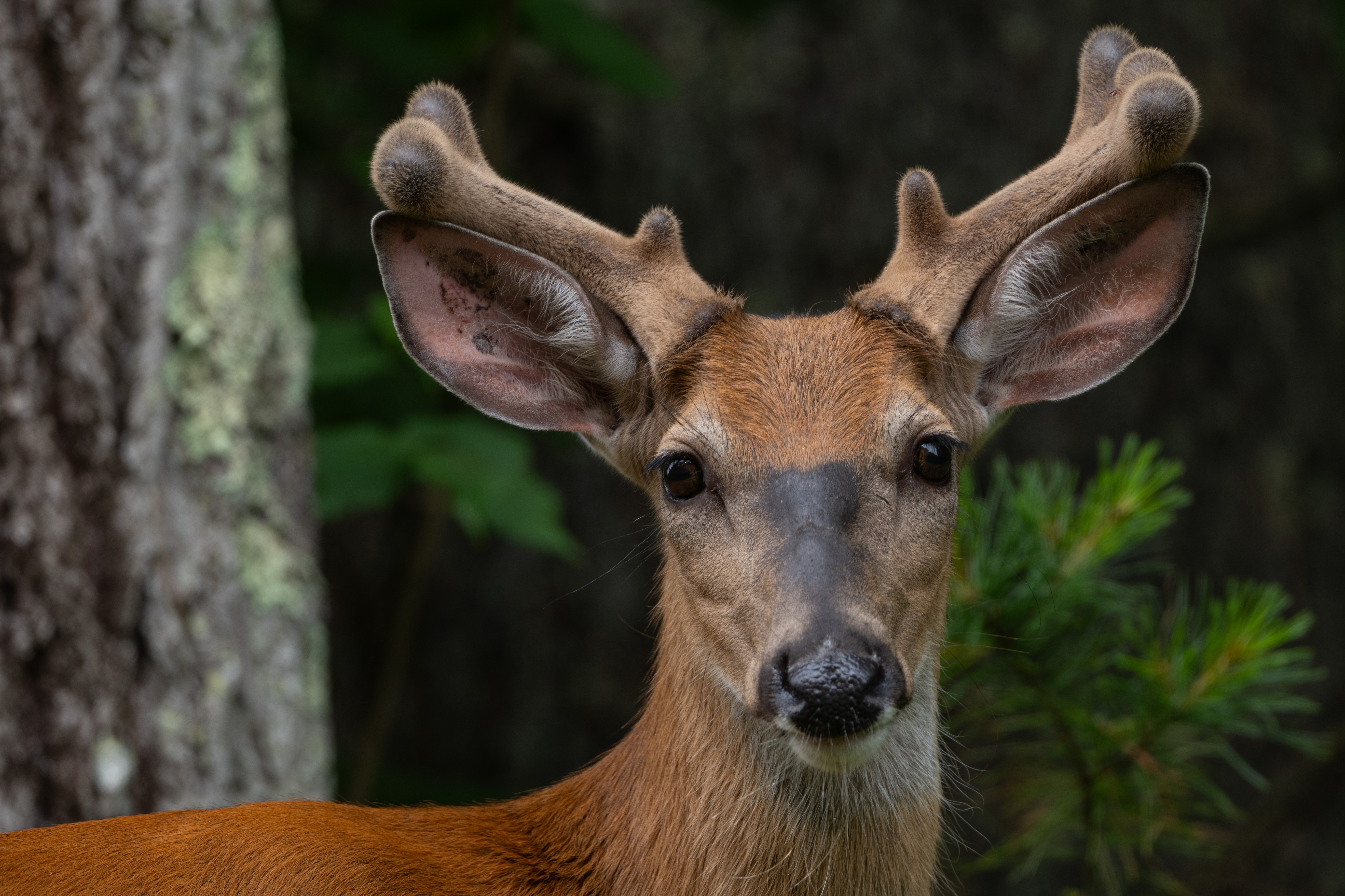 Wildlife — Hayward Bucks237
