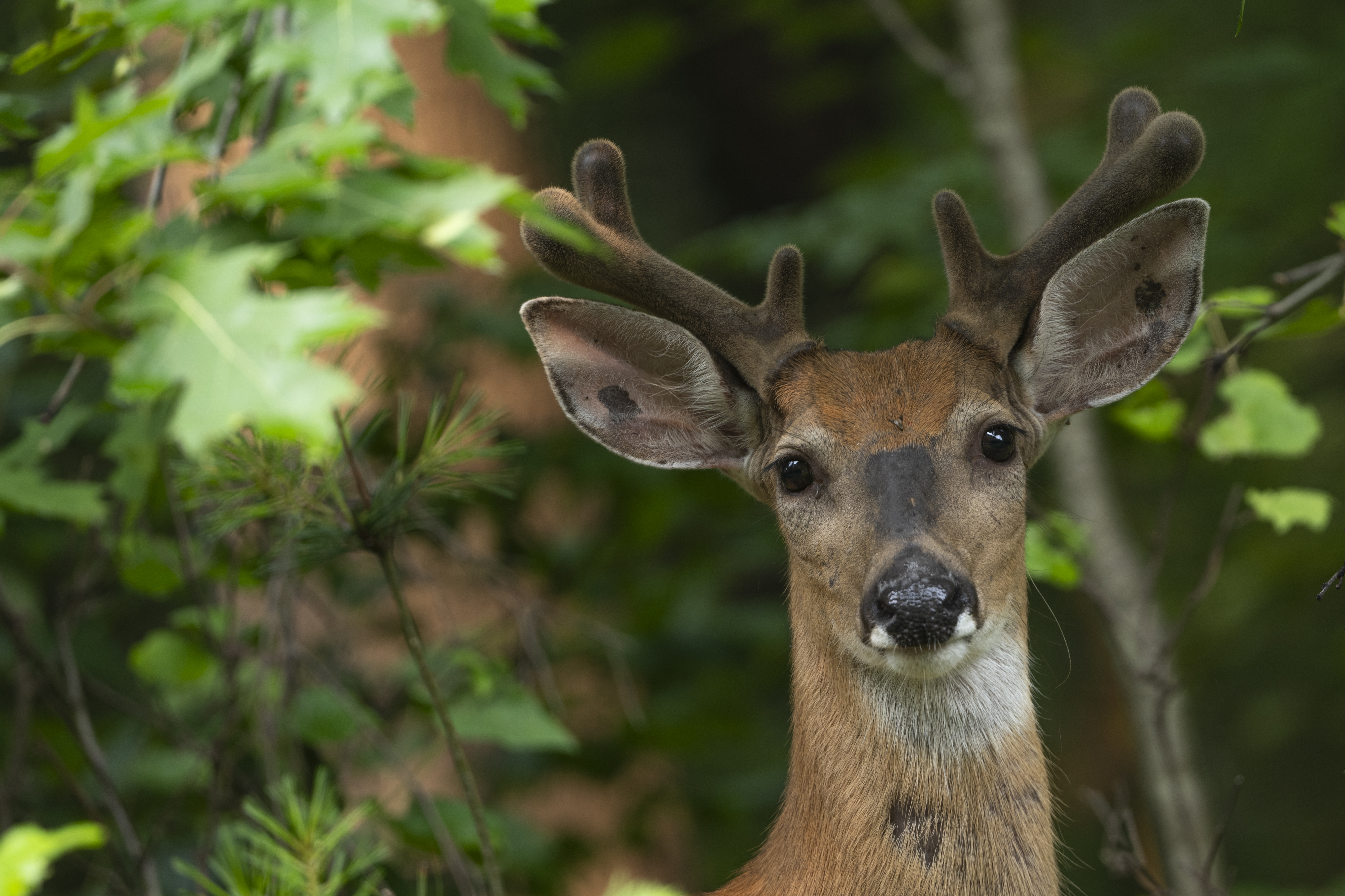 Wildlife — Hayward Bucks255
