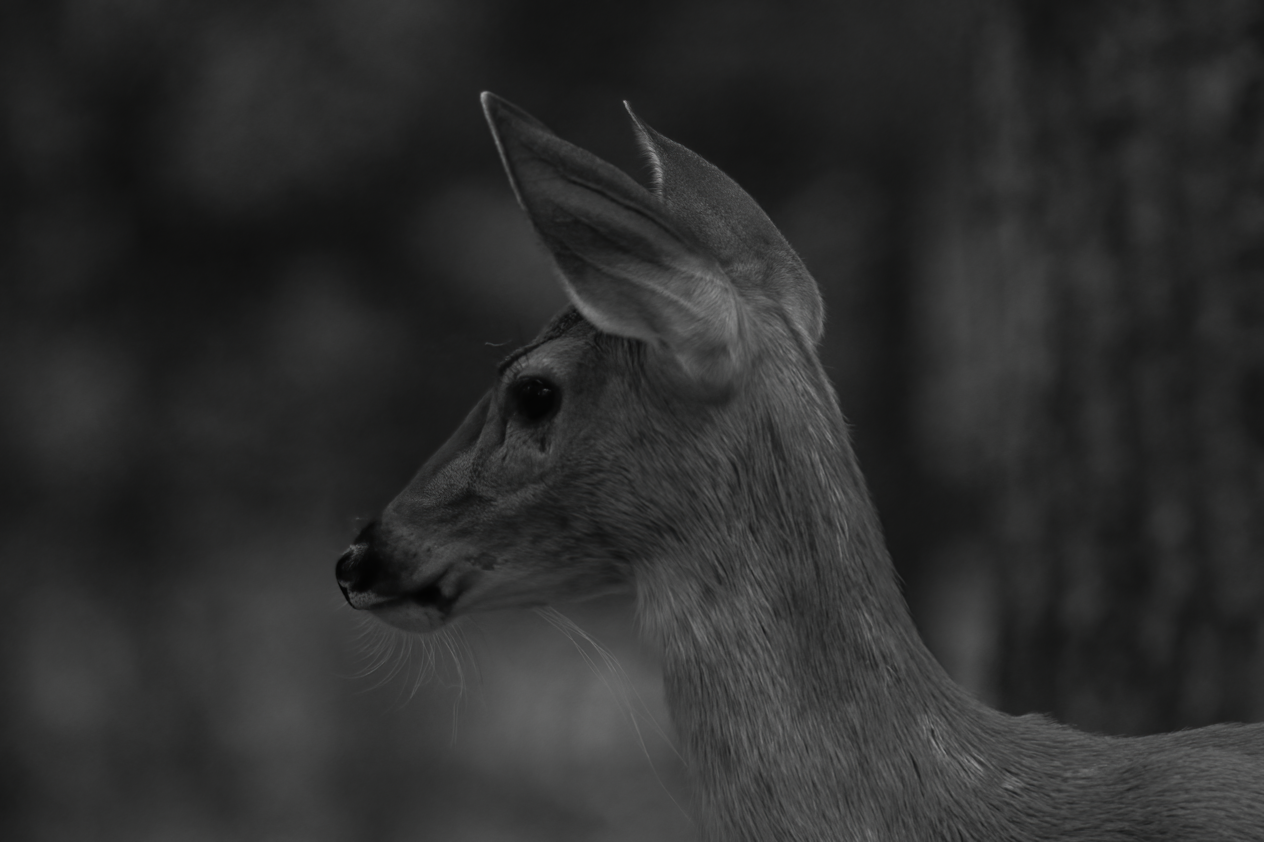 Wildlife — HaywardDeer 047 f e