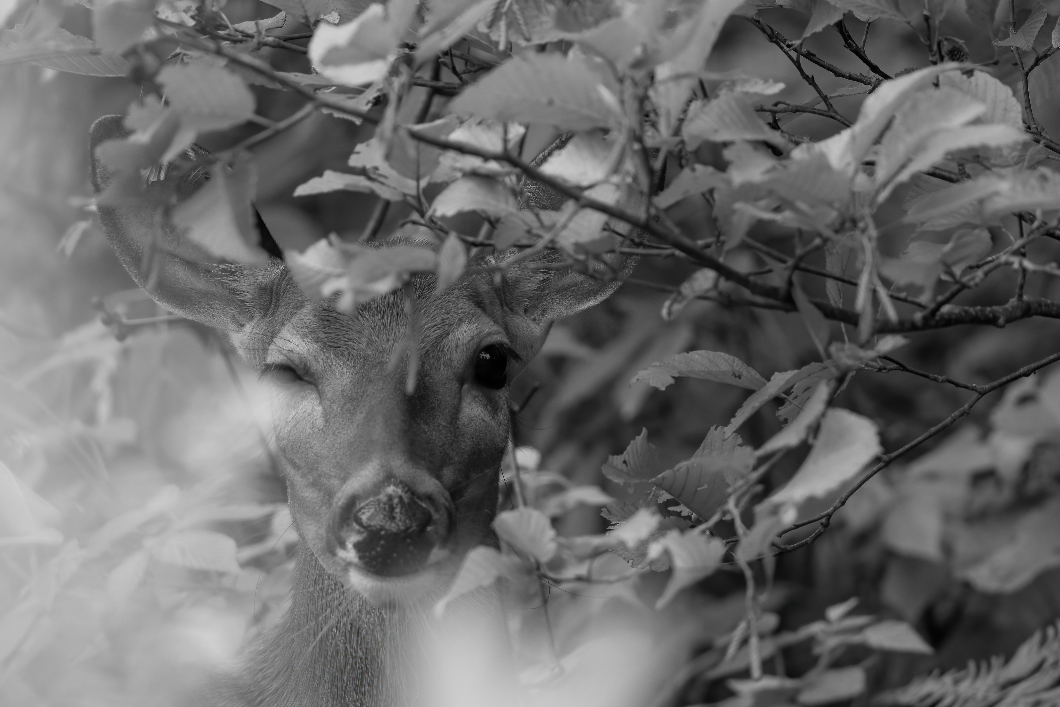 Wildlife — HaywardDeer 111 f denoise