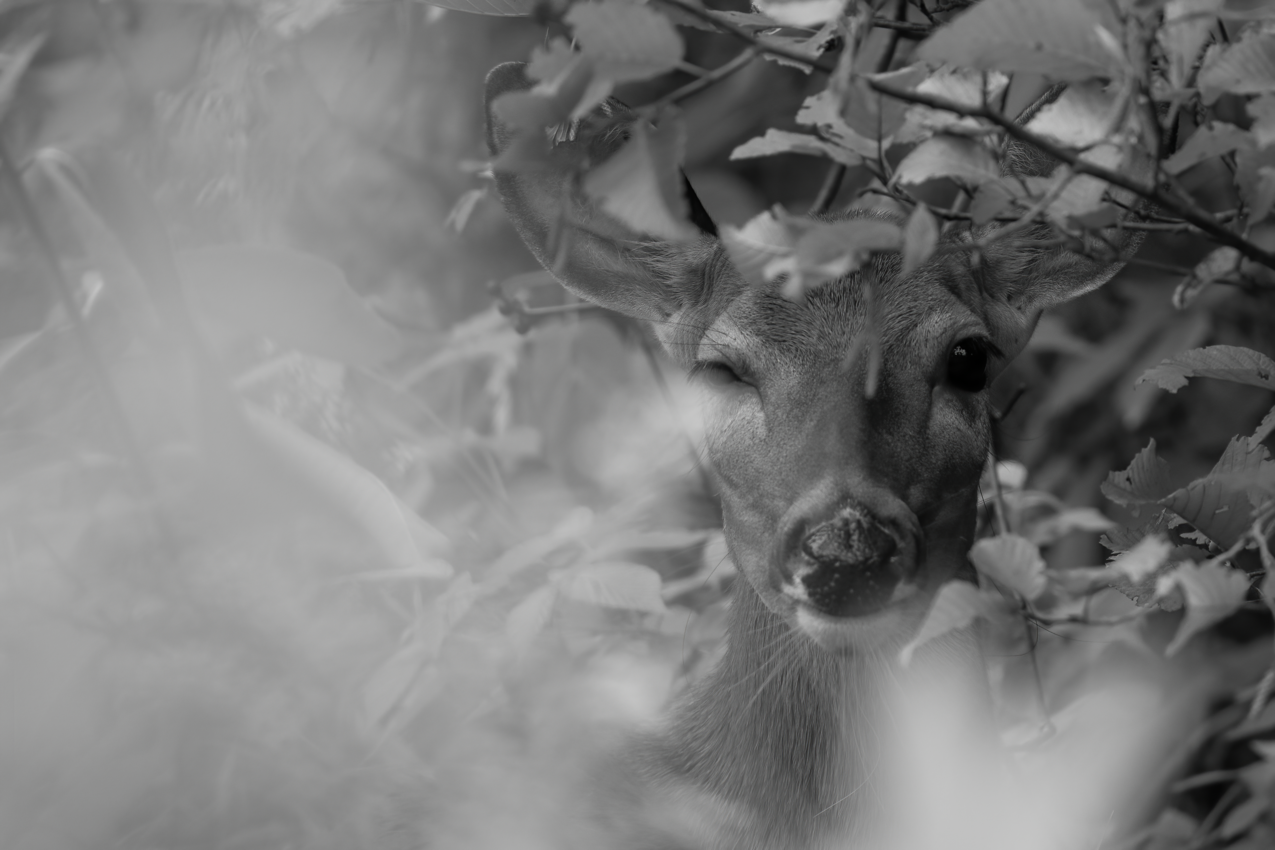 Wildlife — HaywardDeer 111 f denoise