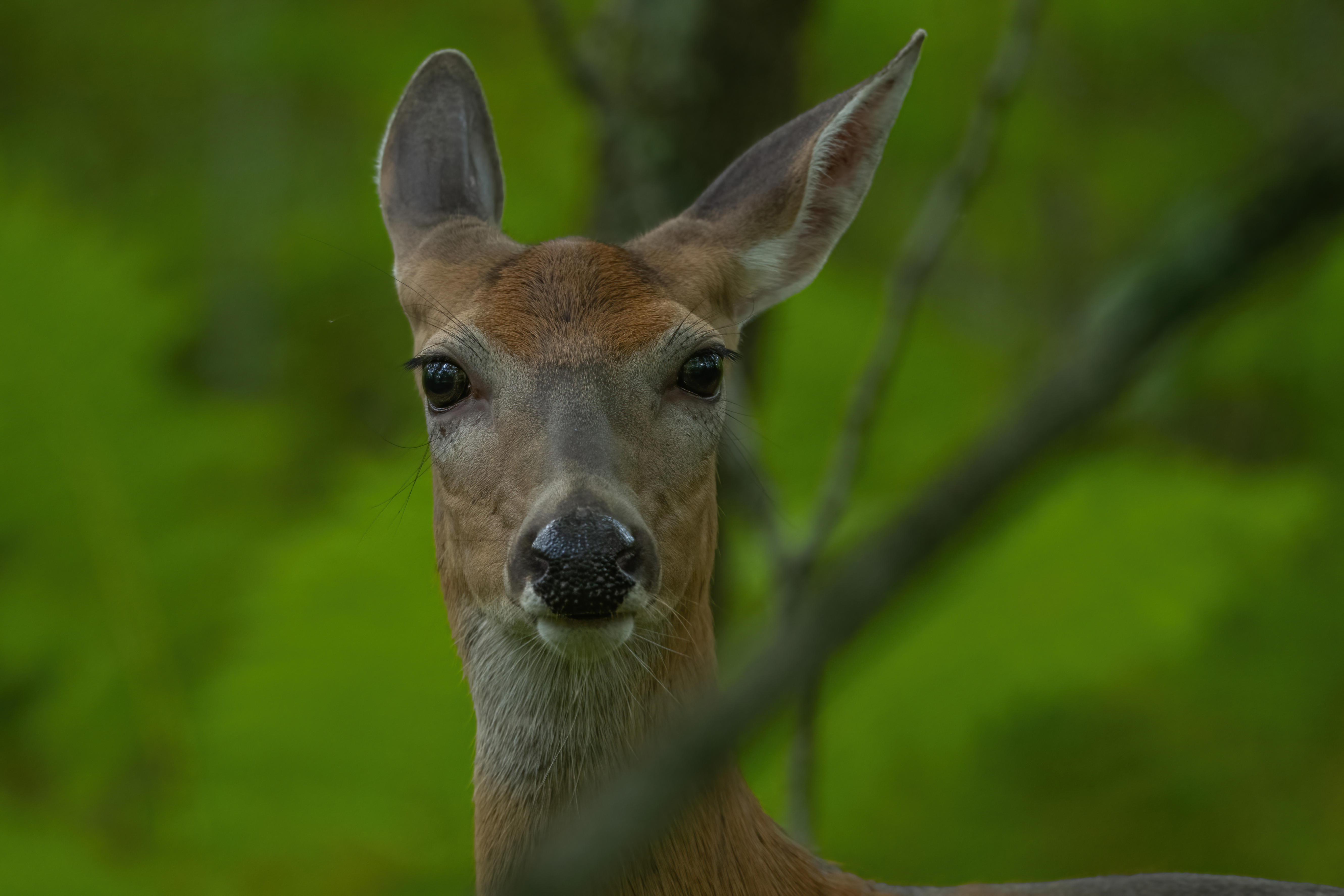 Wildlife — HaywardDeer 162 f denoise