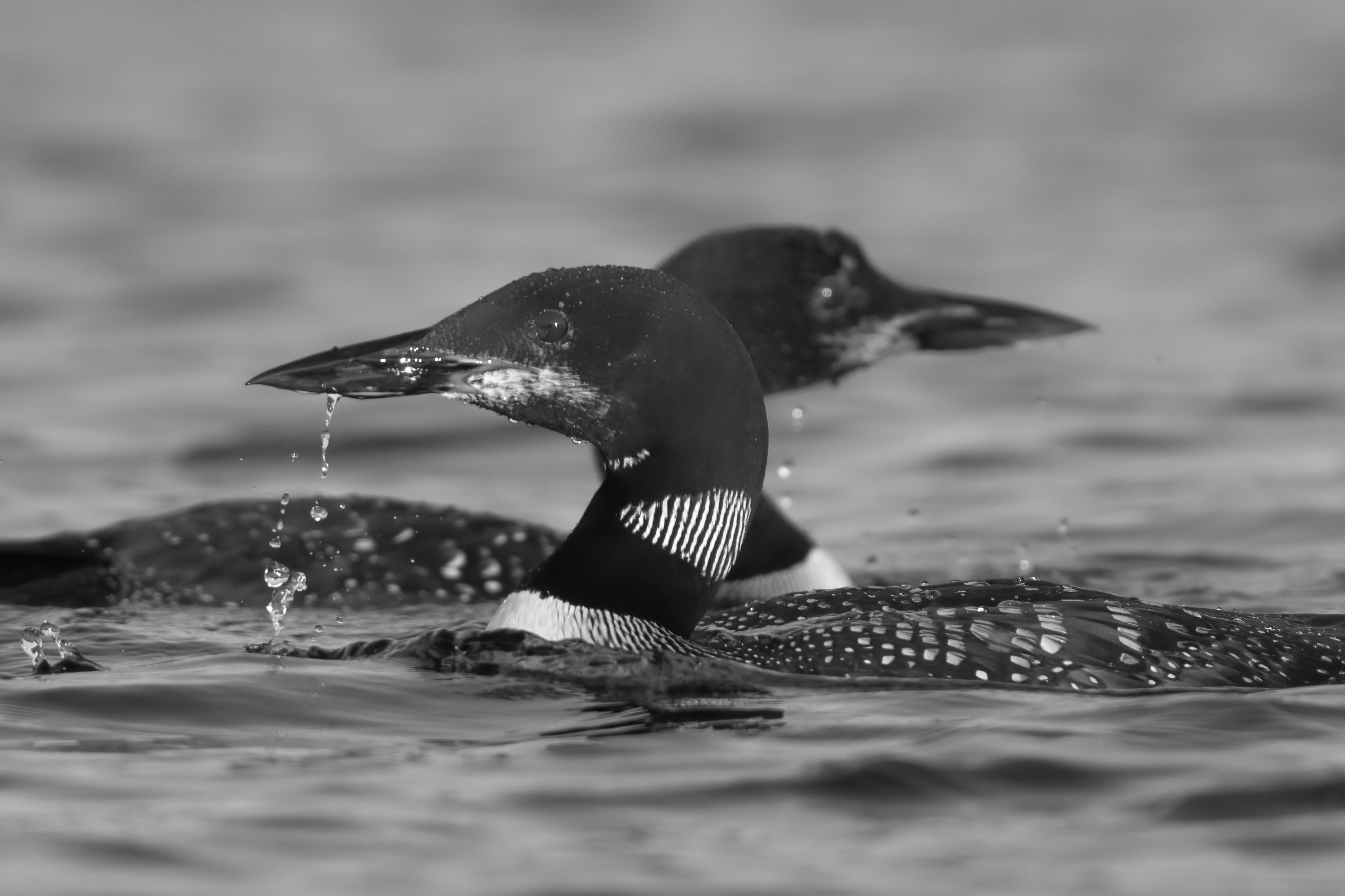 Wildlife — Loon1 191 Fin