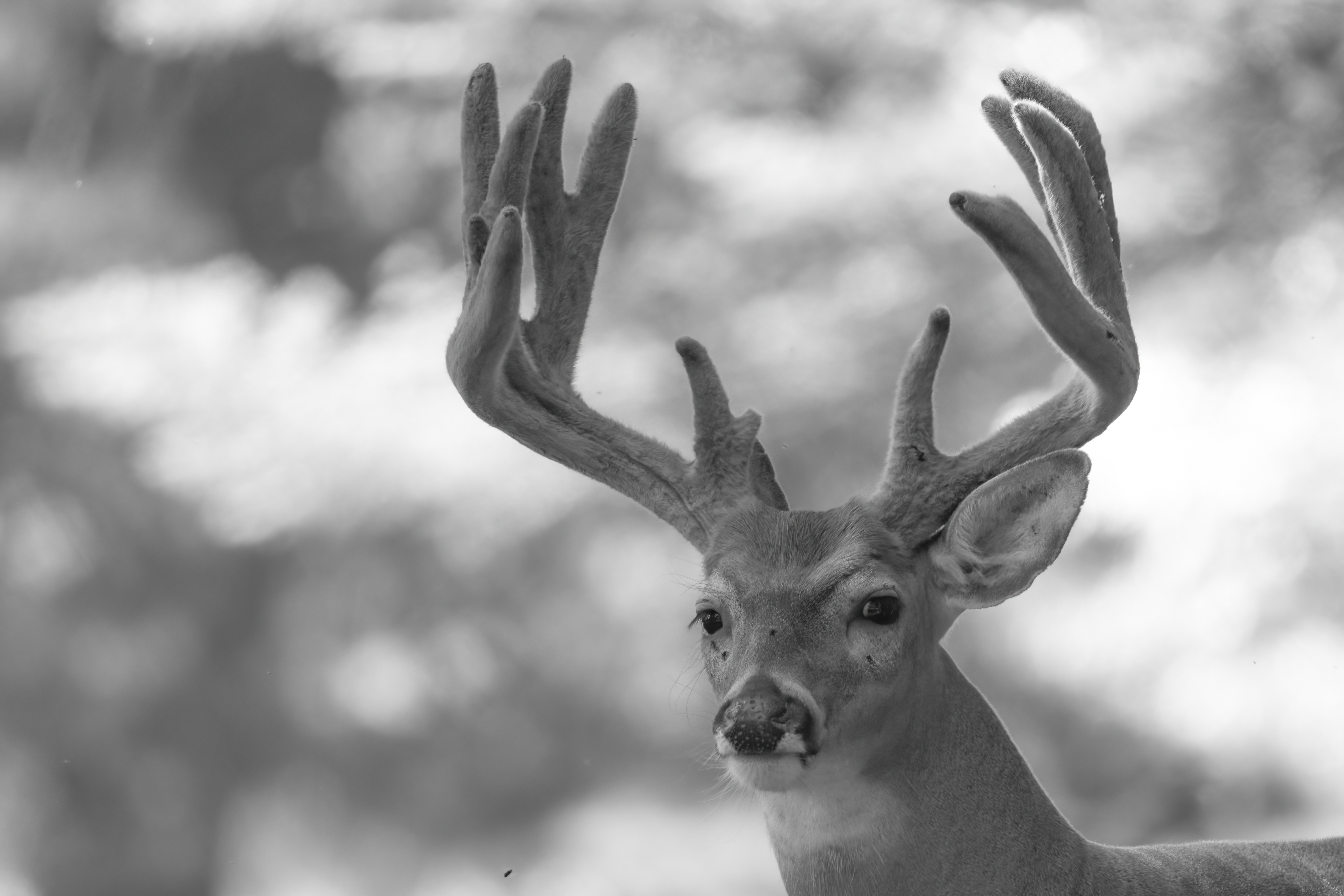 Wildlife — Velvet 195 f denoise