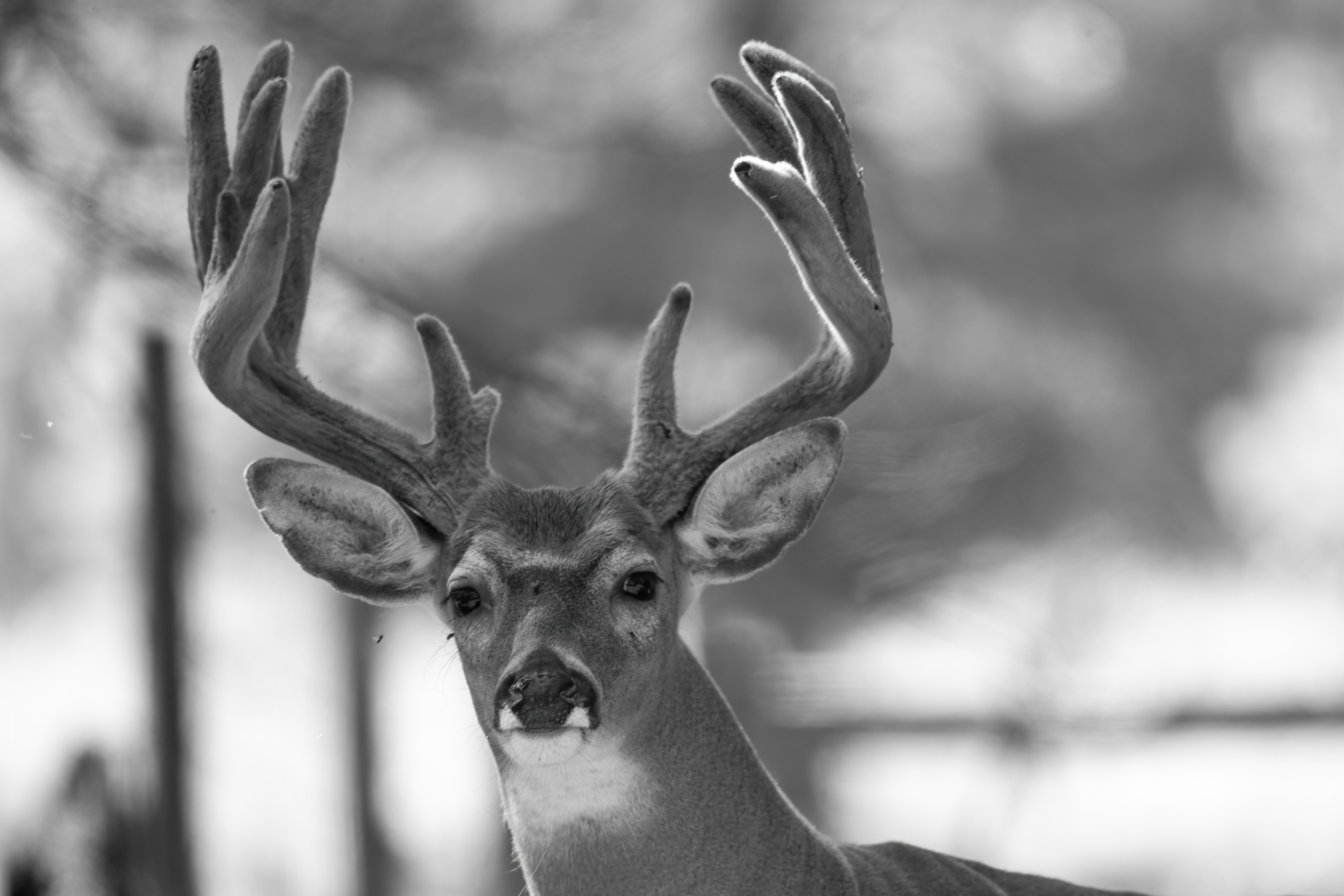 Wildlife — Velvet 303 f denoise