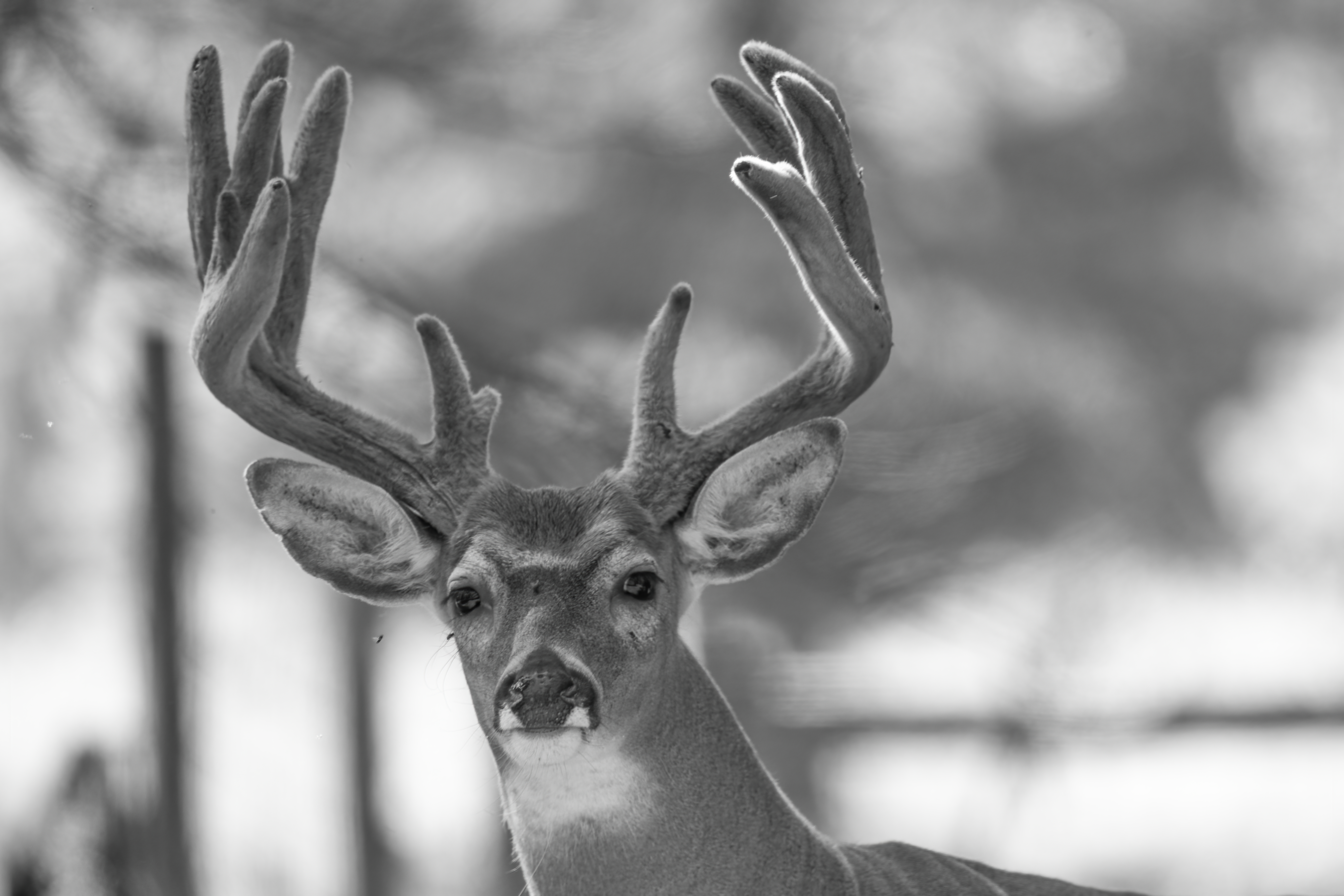 Wildlife — Velvet 303 f denoise