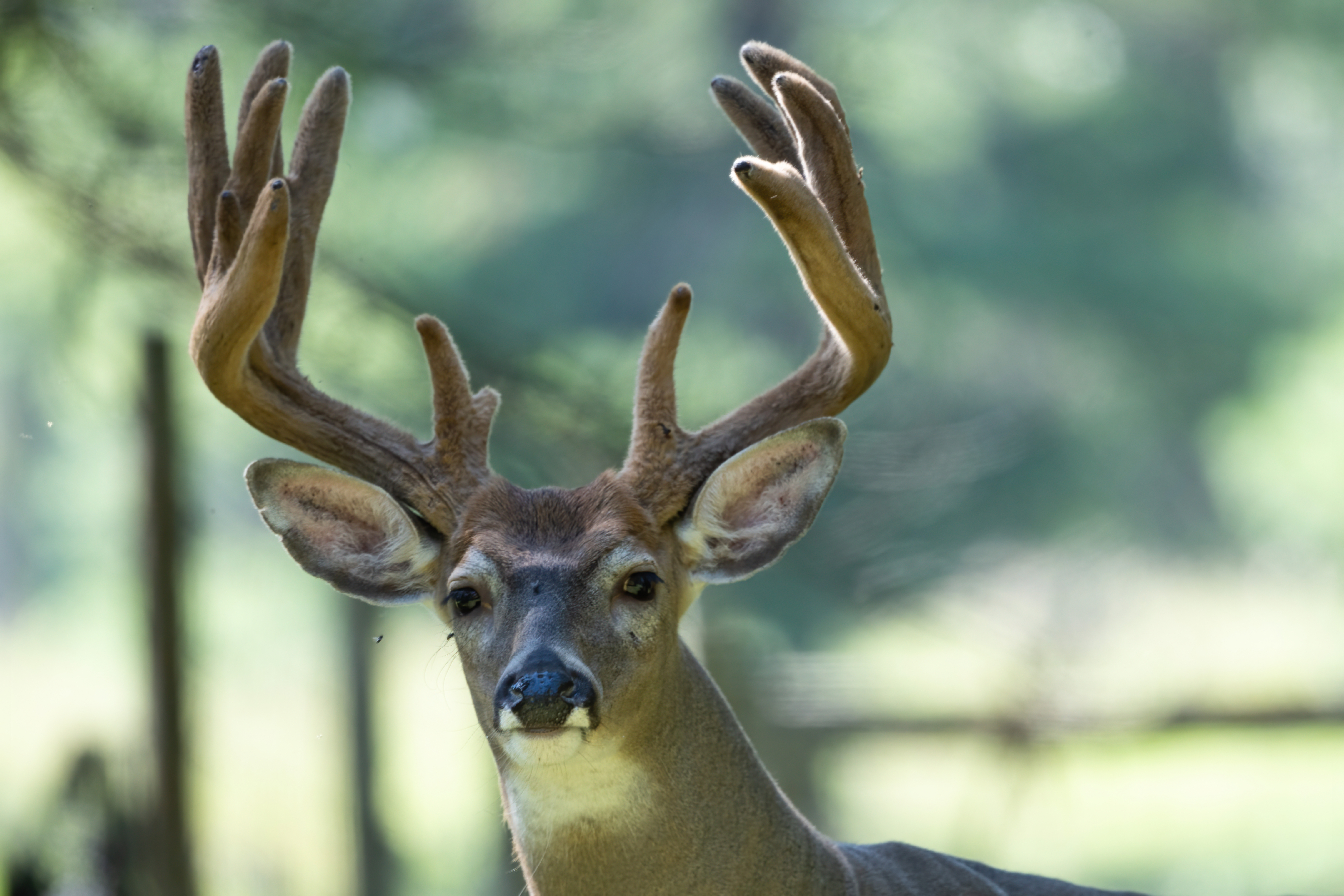 Wildlife — Velvet 303 1 f denoise