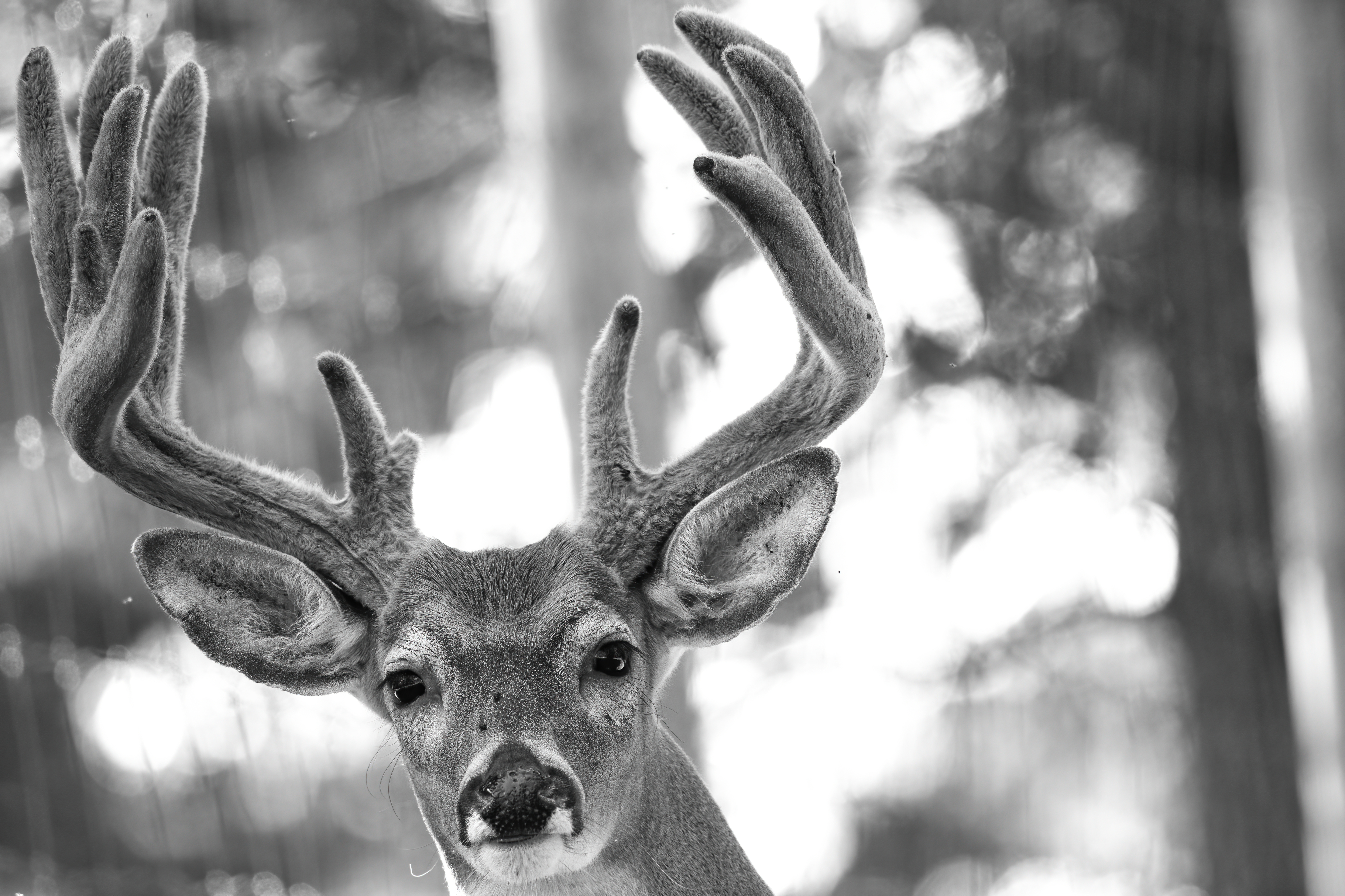 Wildlife — Velvet 345 Fin