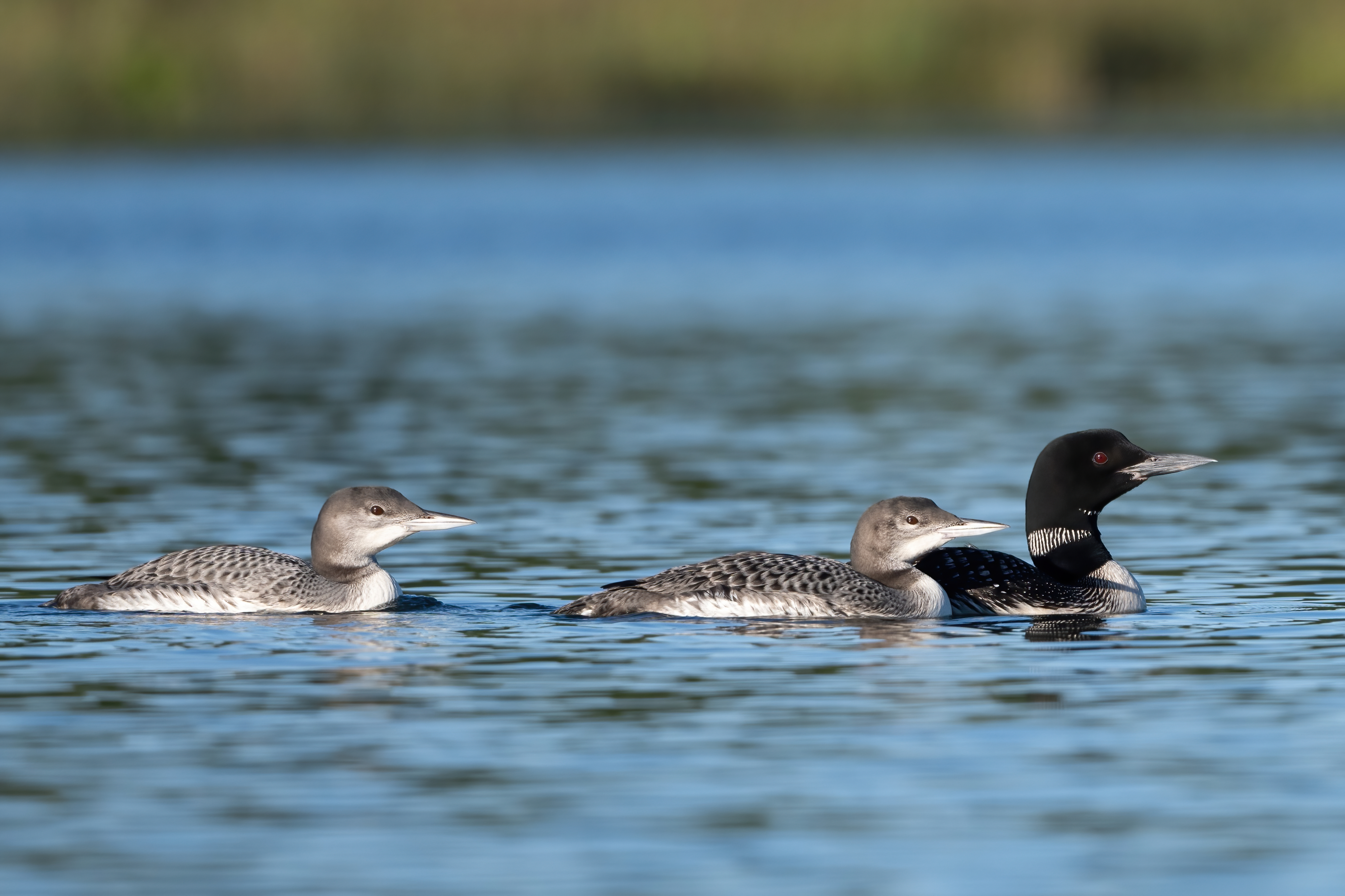 Wildlife — AfternoonLoon 001 Fin