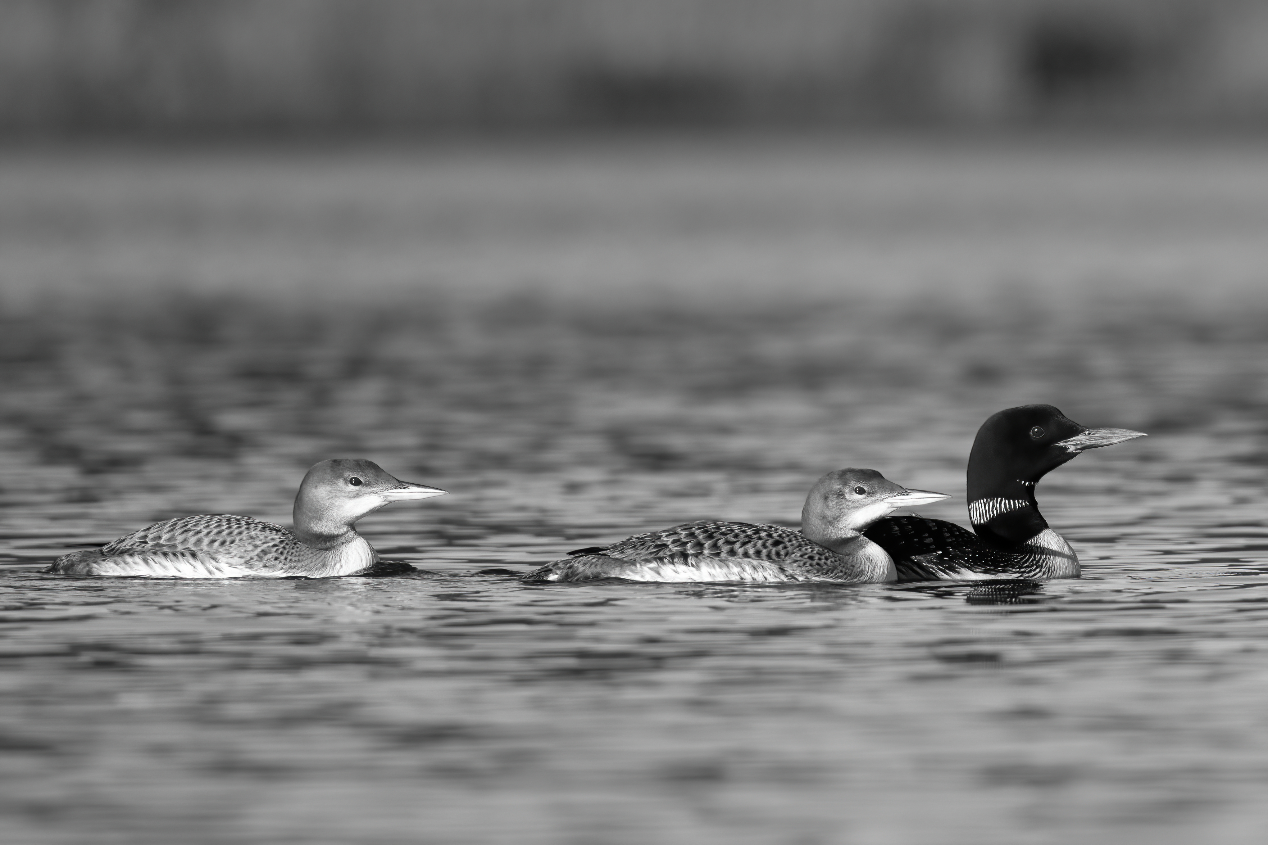 Wildlife — AfternoonLoon 001 1 Fin