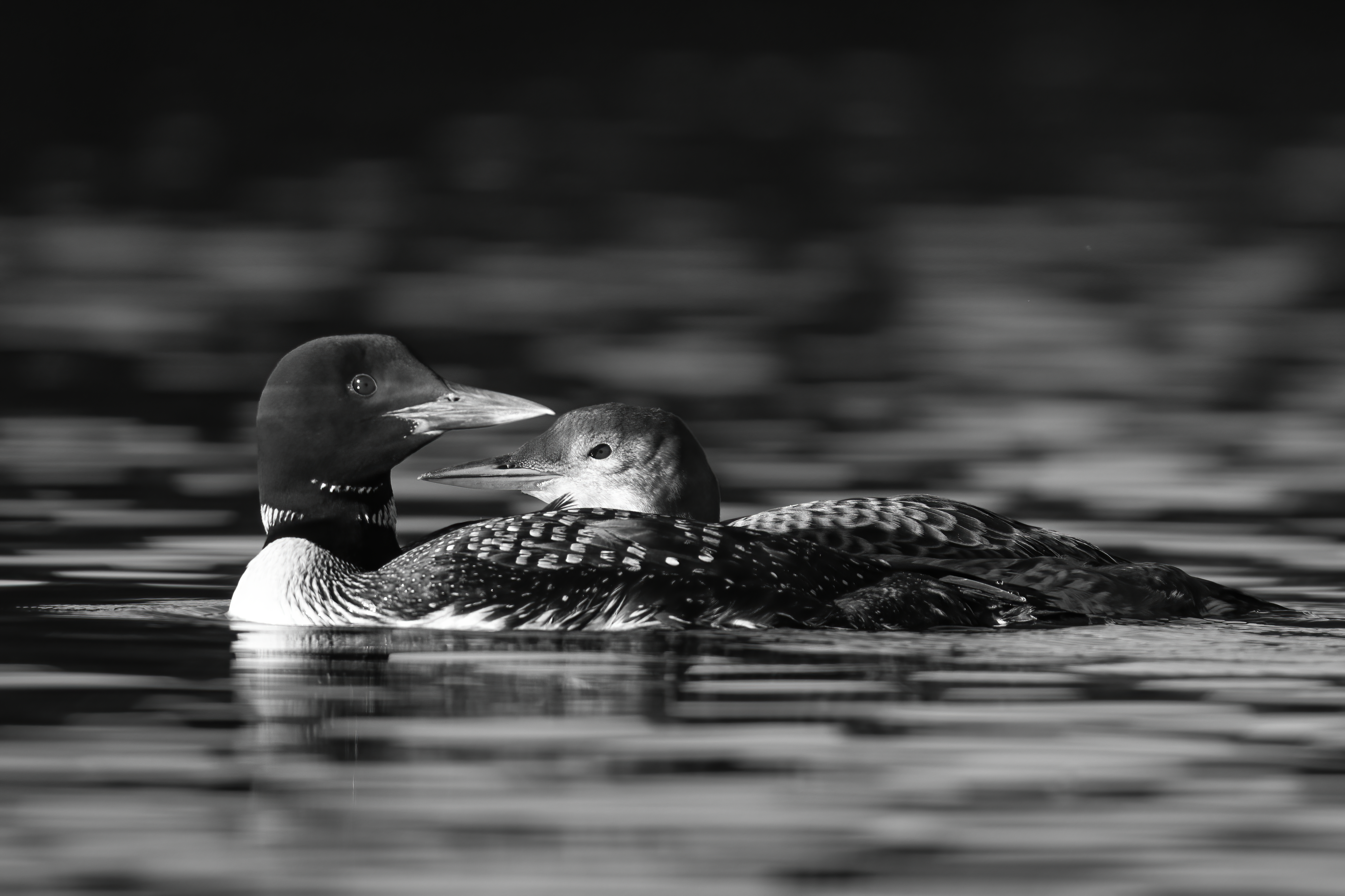 Wildlife — AfternoonLoon 036 2 Fin