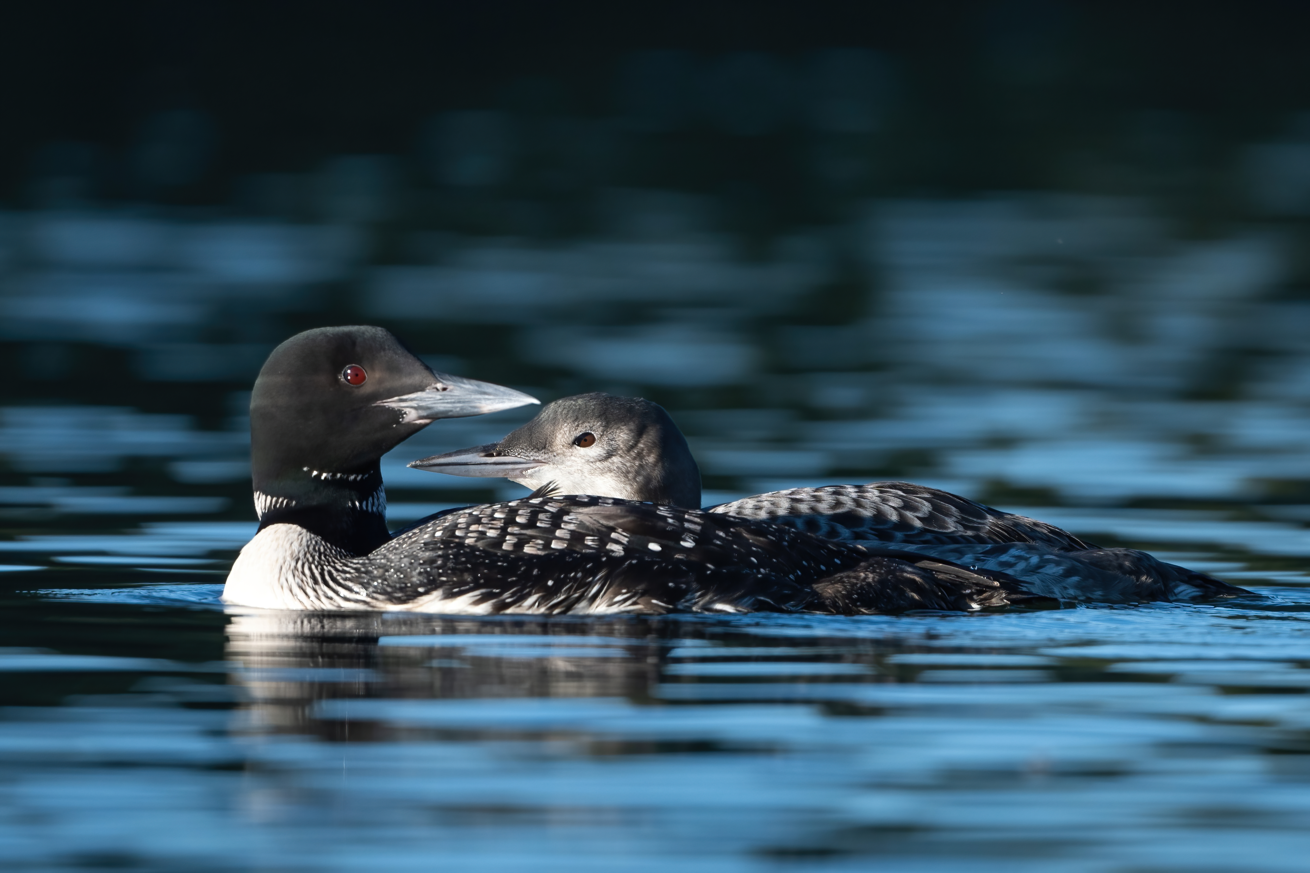 Wildlife — AfternoonLoon 036 3 Fin