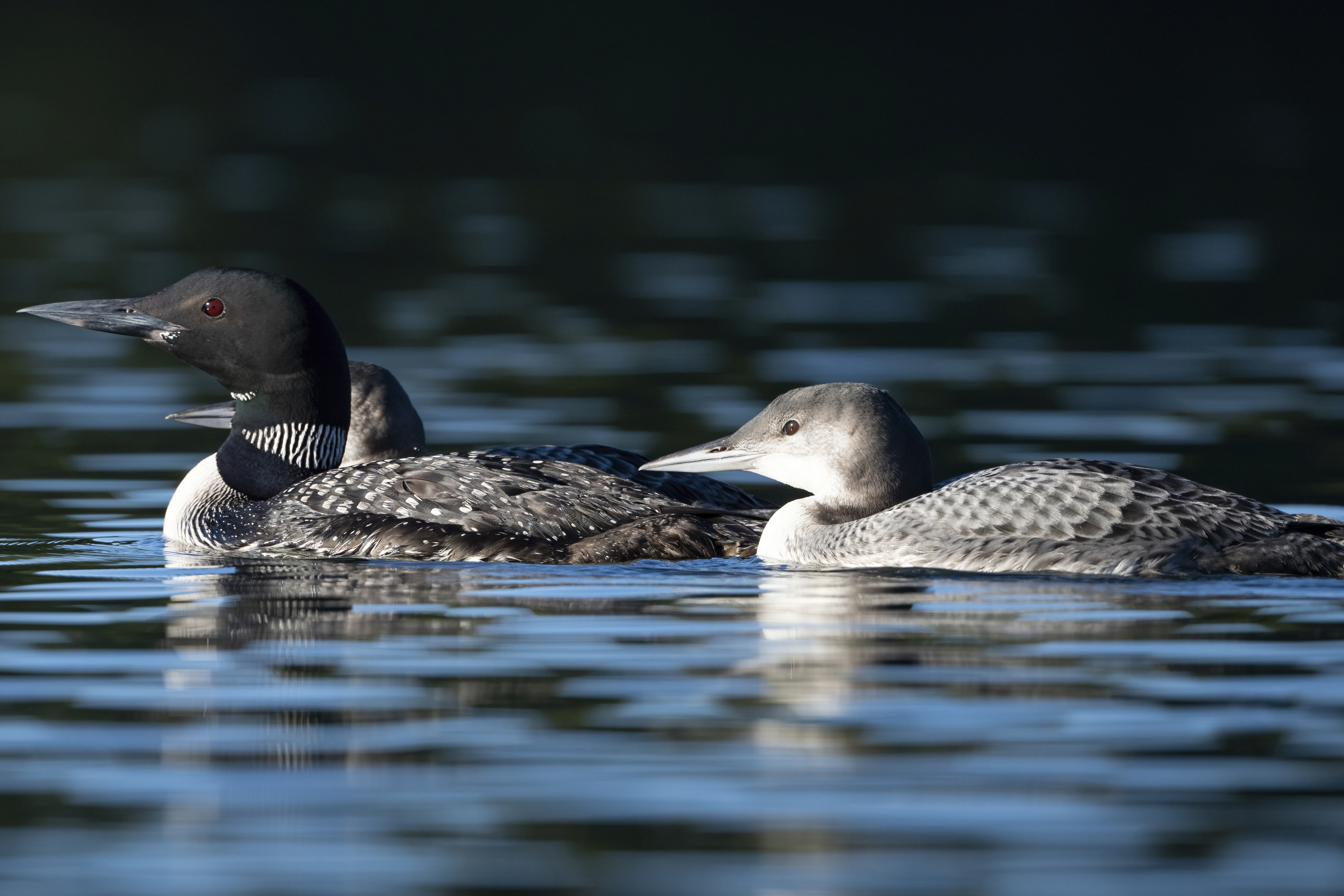 Wildlife — AfternoonLoon 043 f