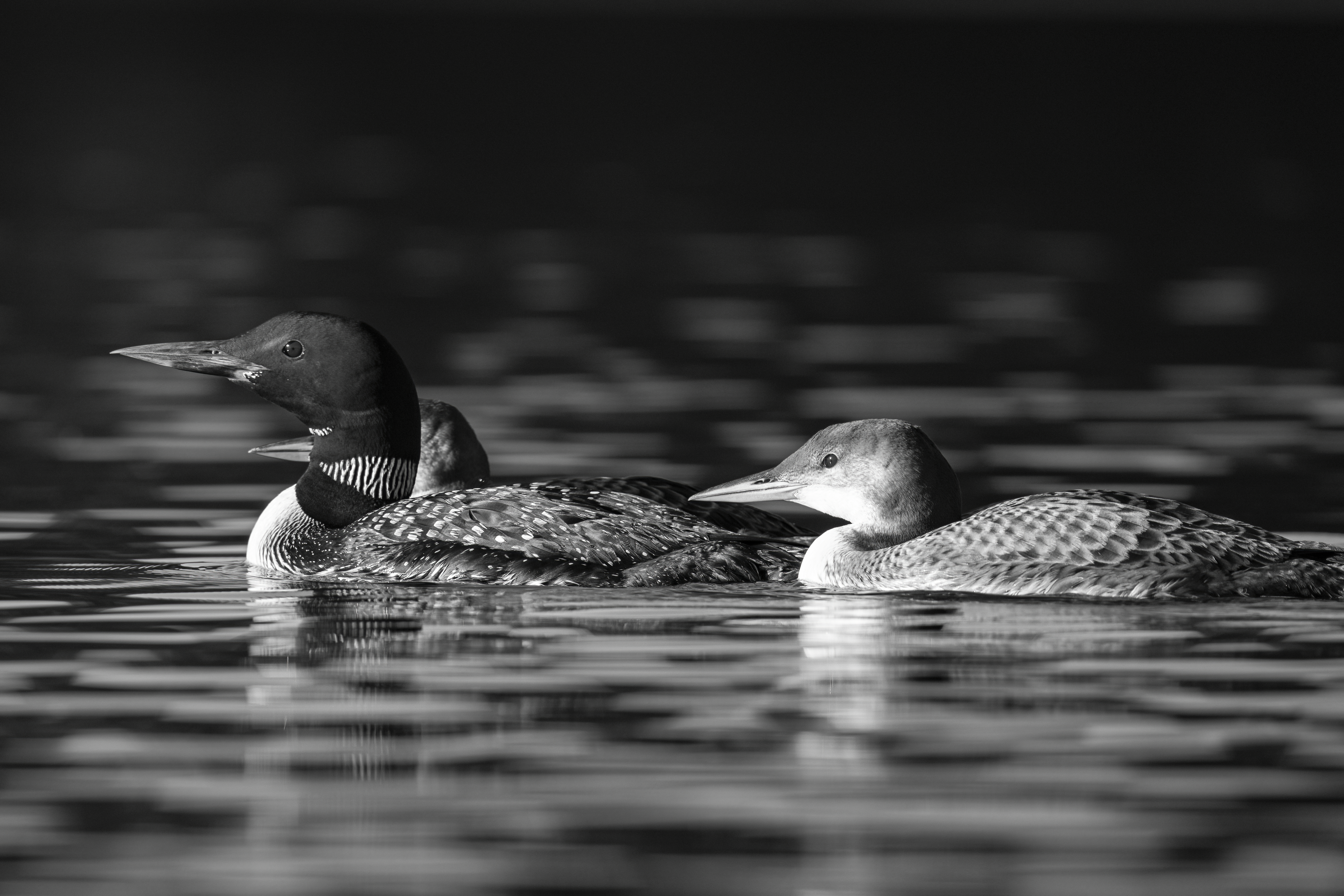 Wildlife — AfternoonLoon 043 1 f