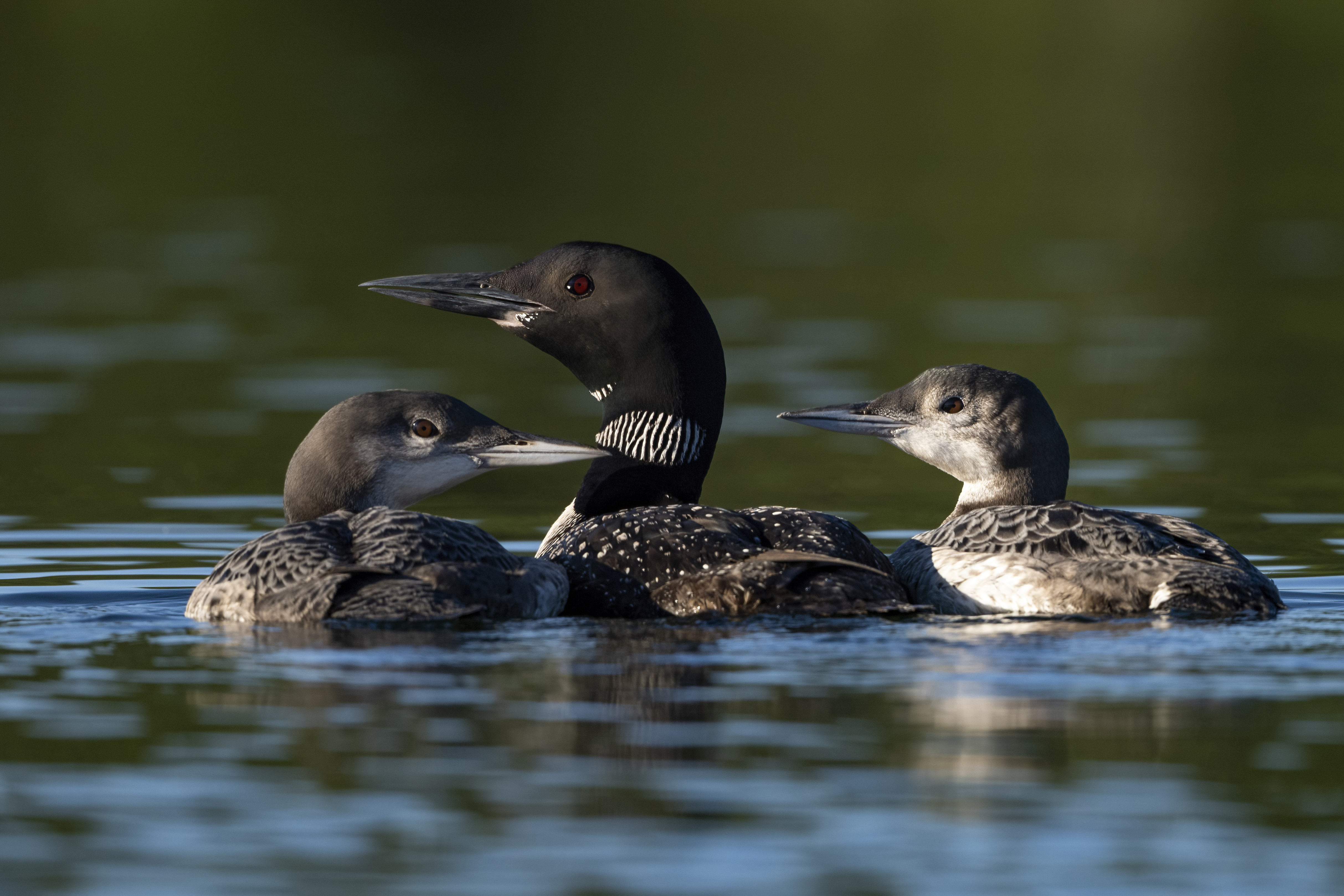 Wildlife — AfternoonLoon 072 f