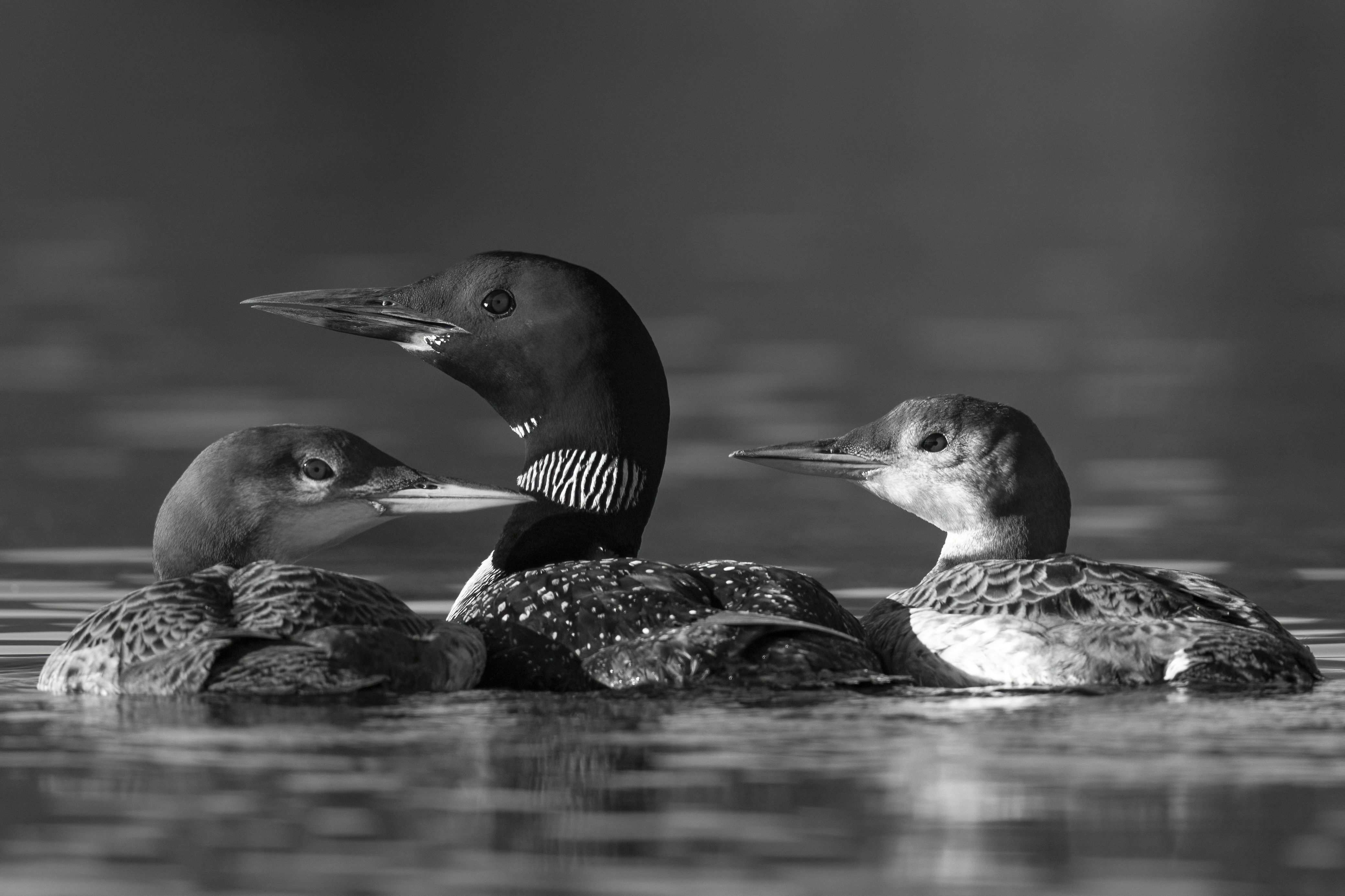 Wildlife — AfternoonLoon 072 1 f