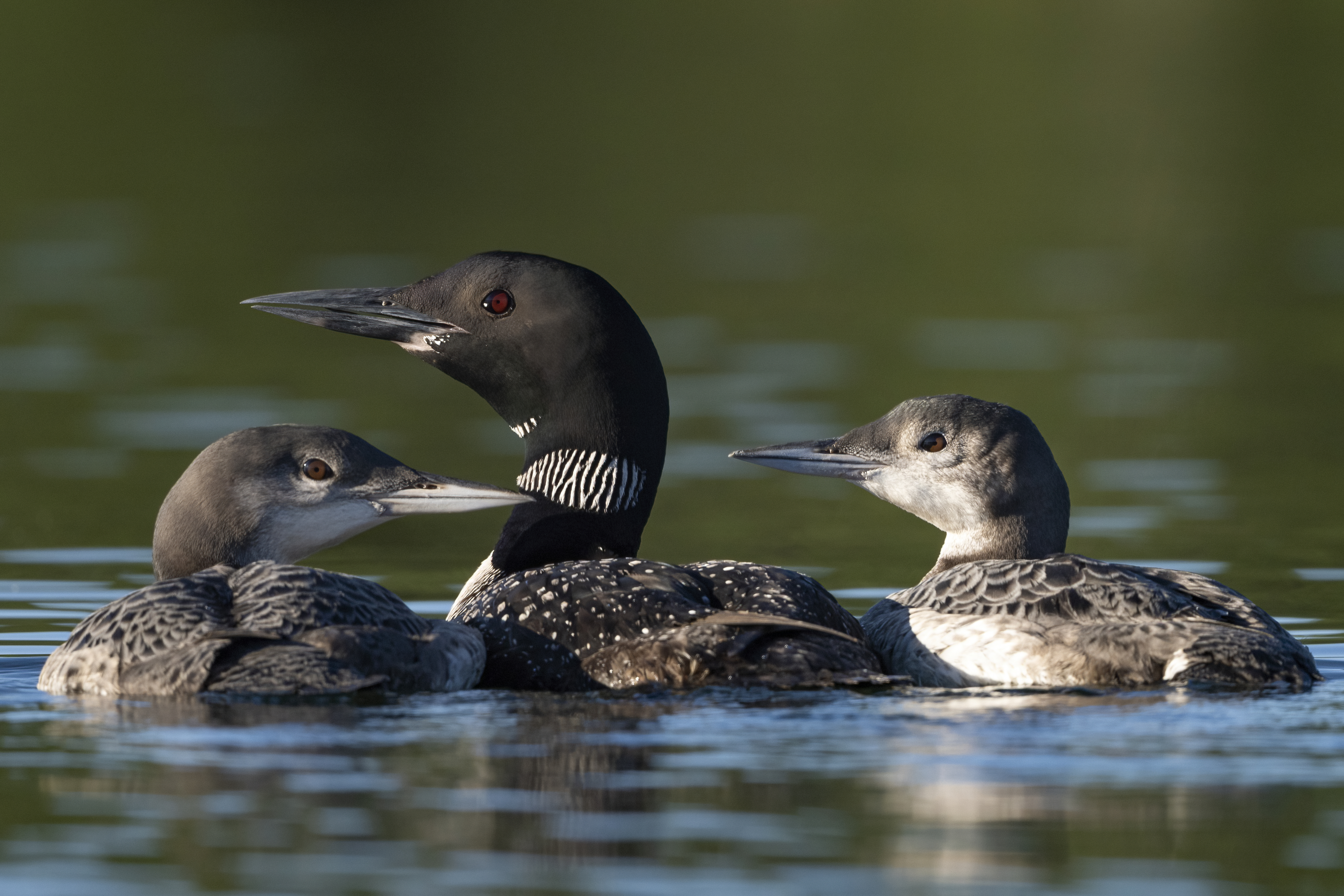 Wildlife — AfternoonLoon 072 2 f