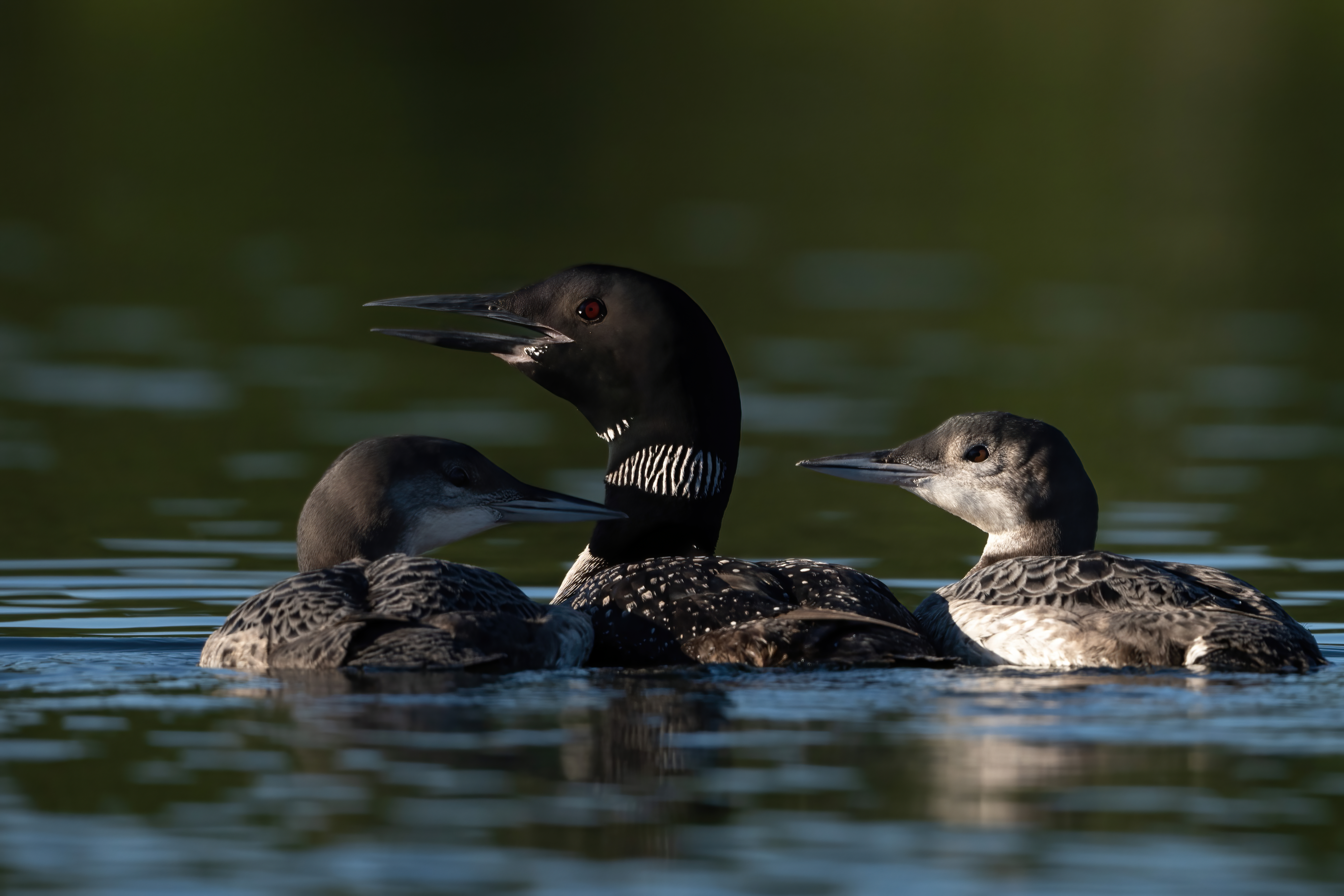 Wildlife — AfternoonLoon 073 Fin