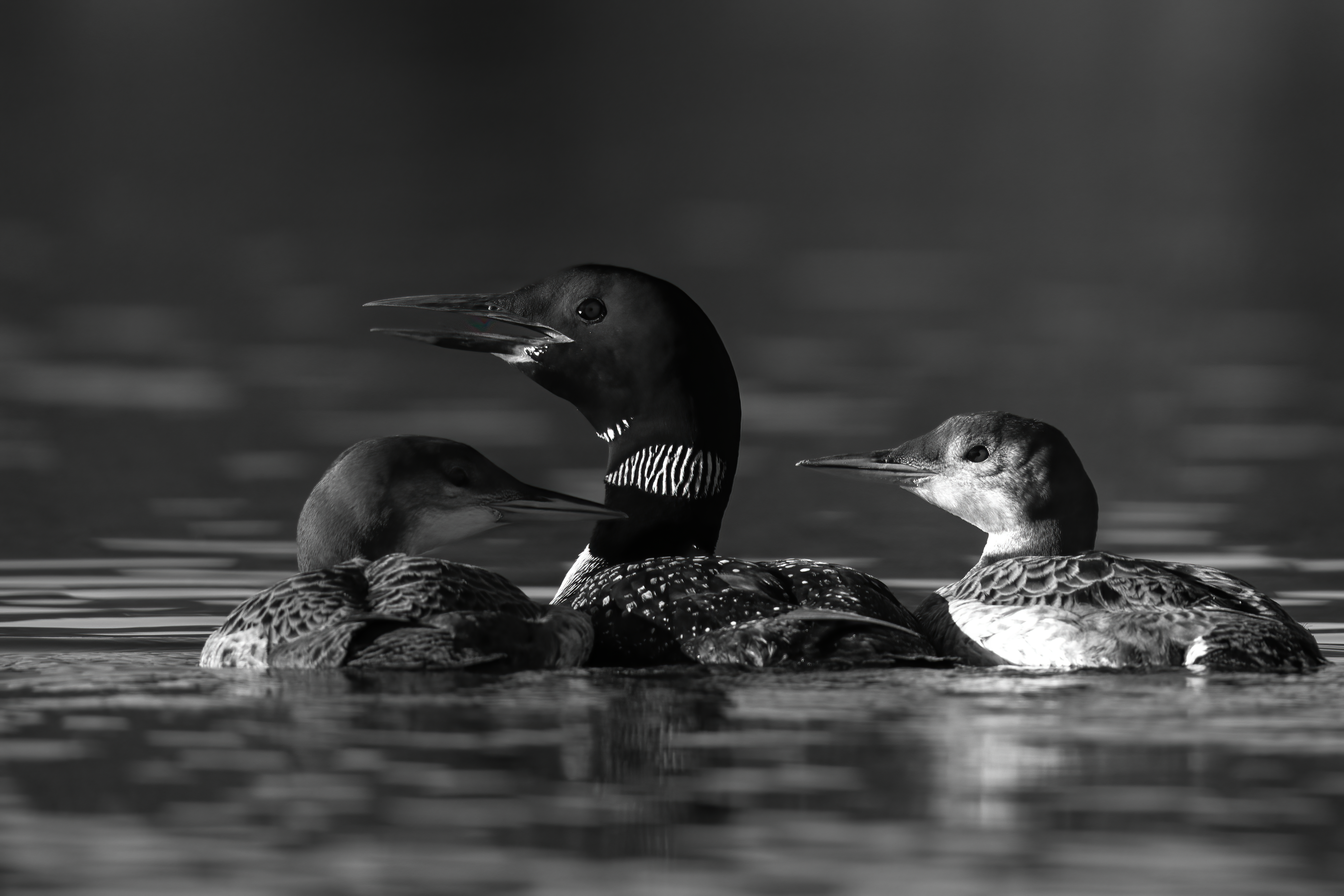 Wildlife — AfternoonLoon 073 1 Fin