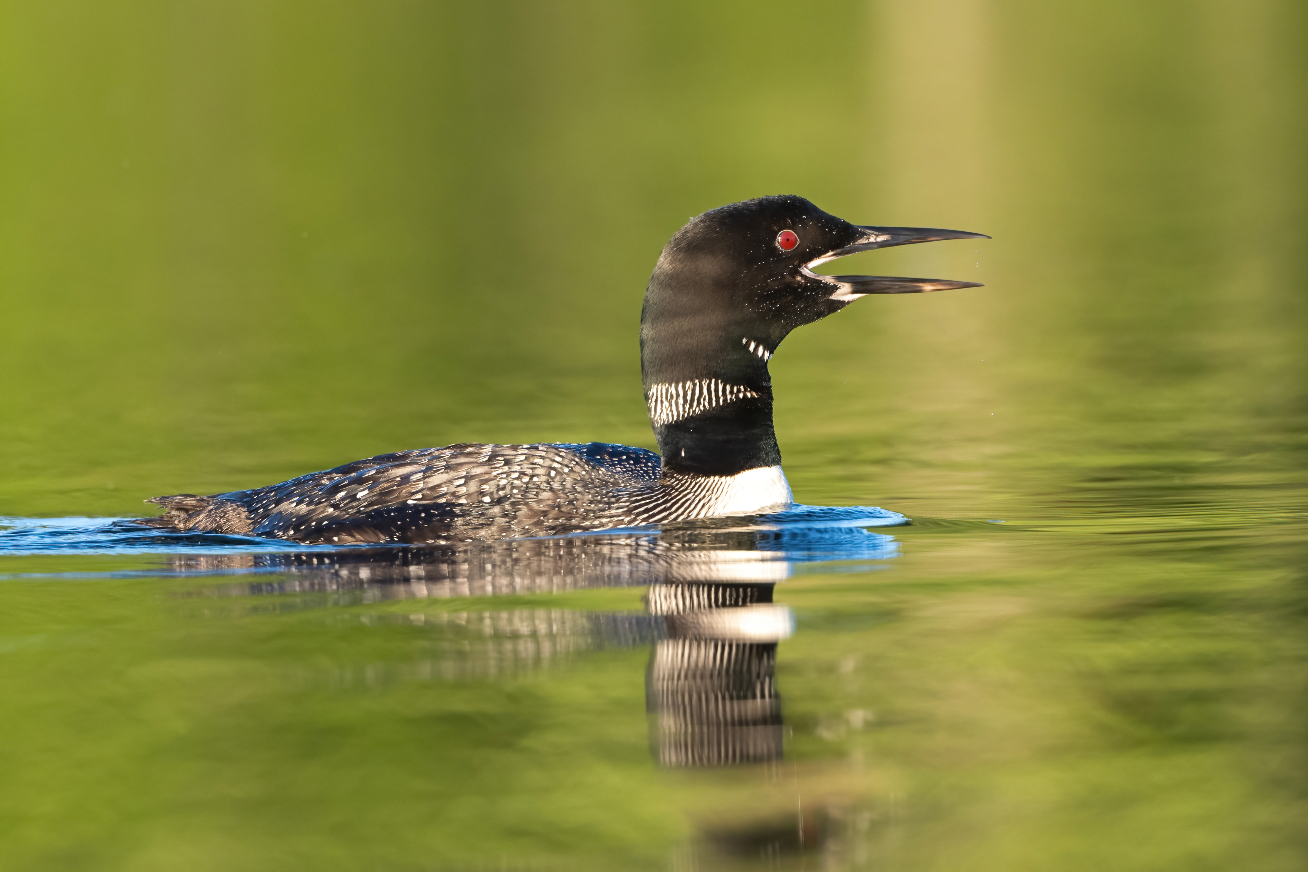 Wildlife — AfternoonLoon 306 Fin