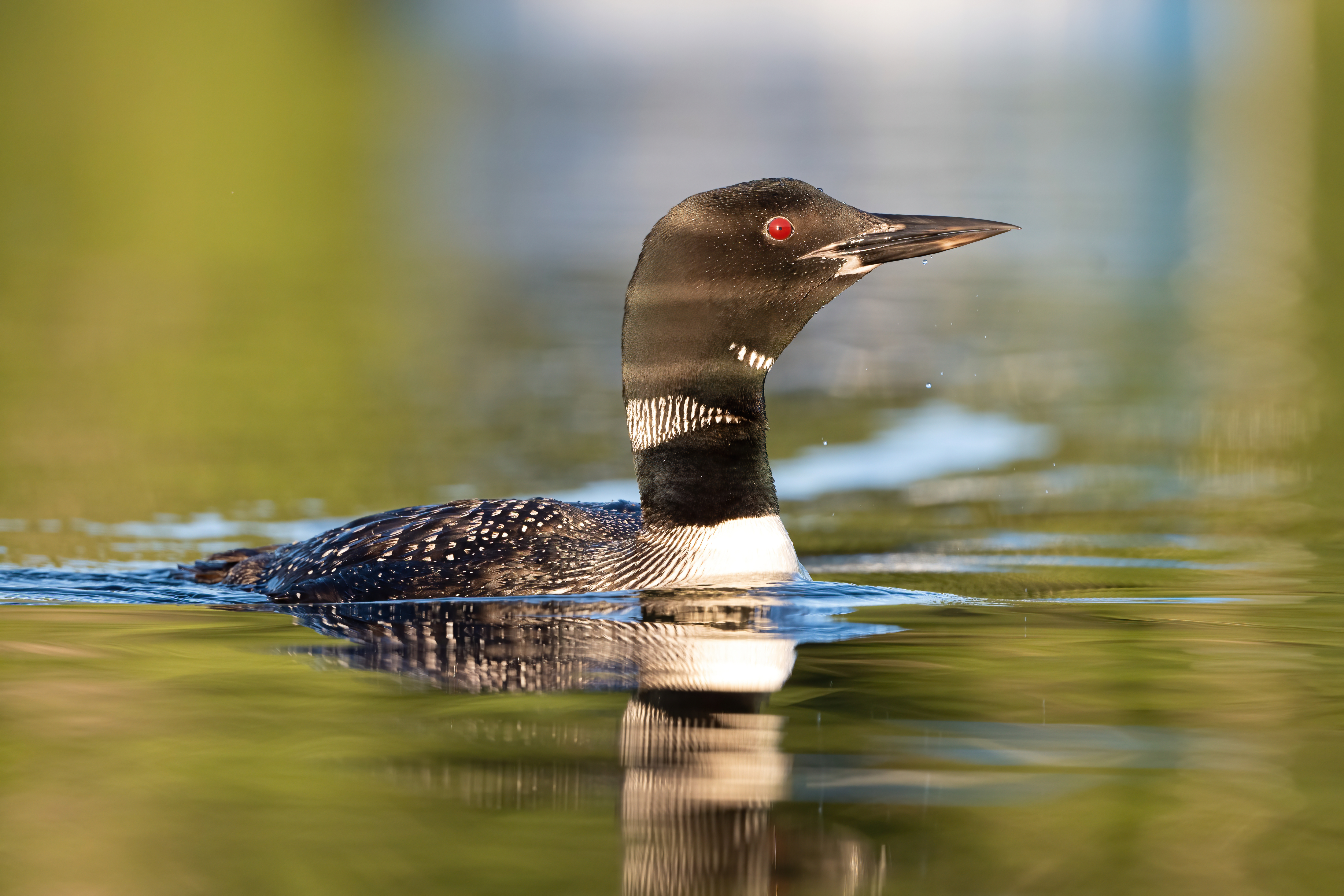 Wildlife — AfternoonLoon 353 Fin