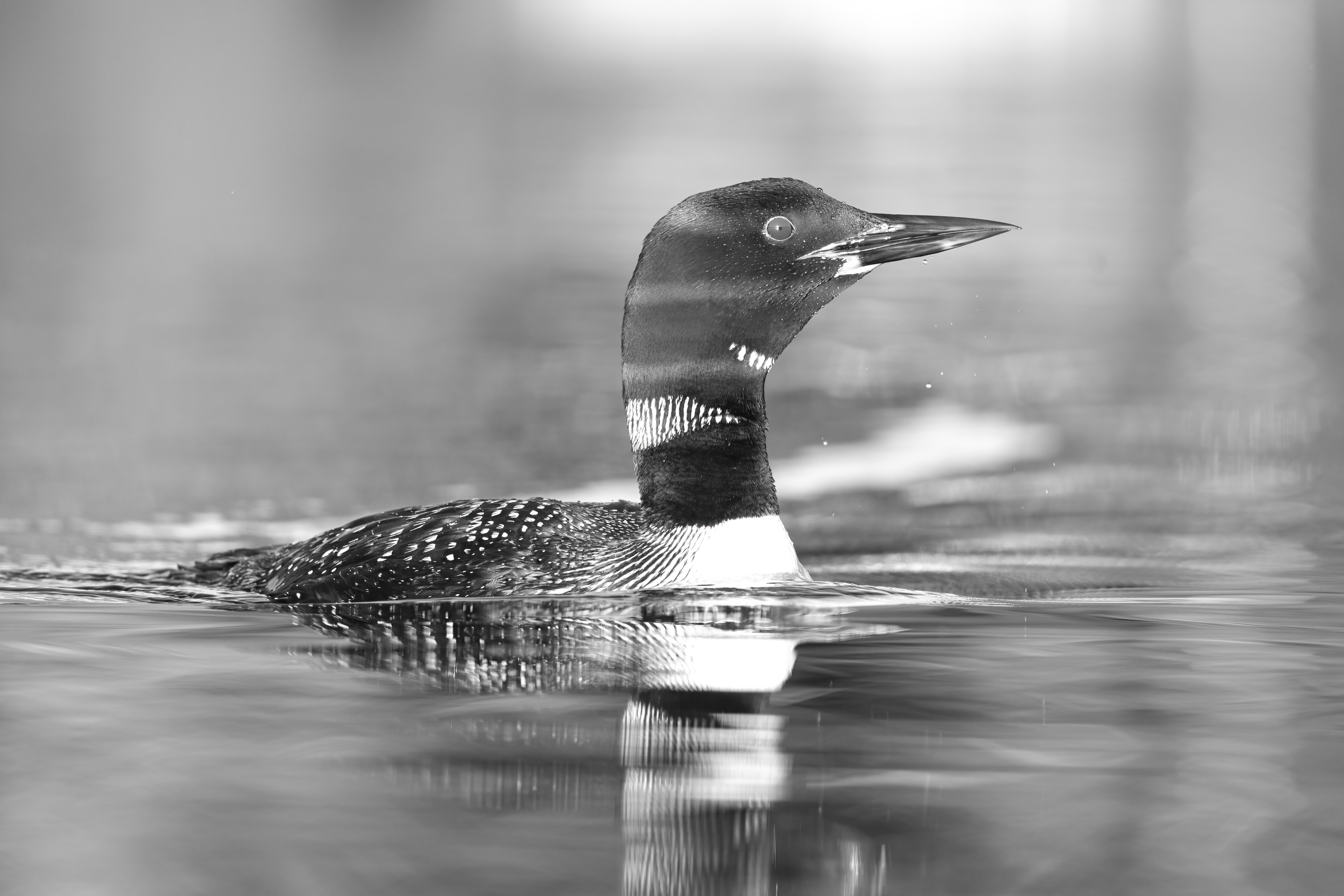 Wildlife — AfternoonLoon 353 1 Fin