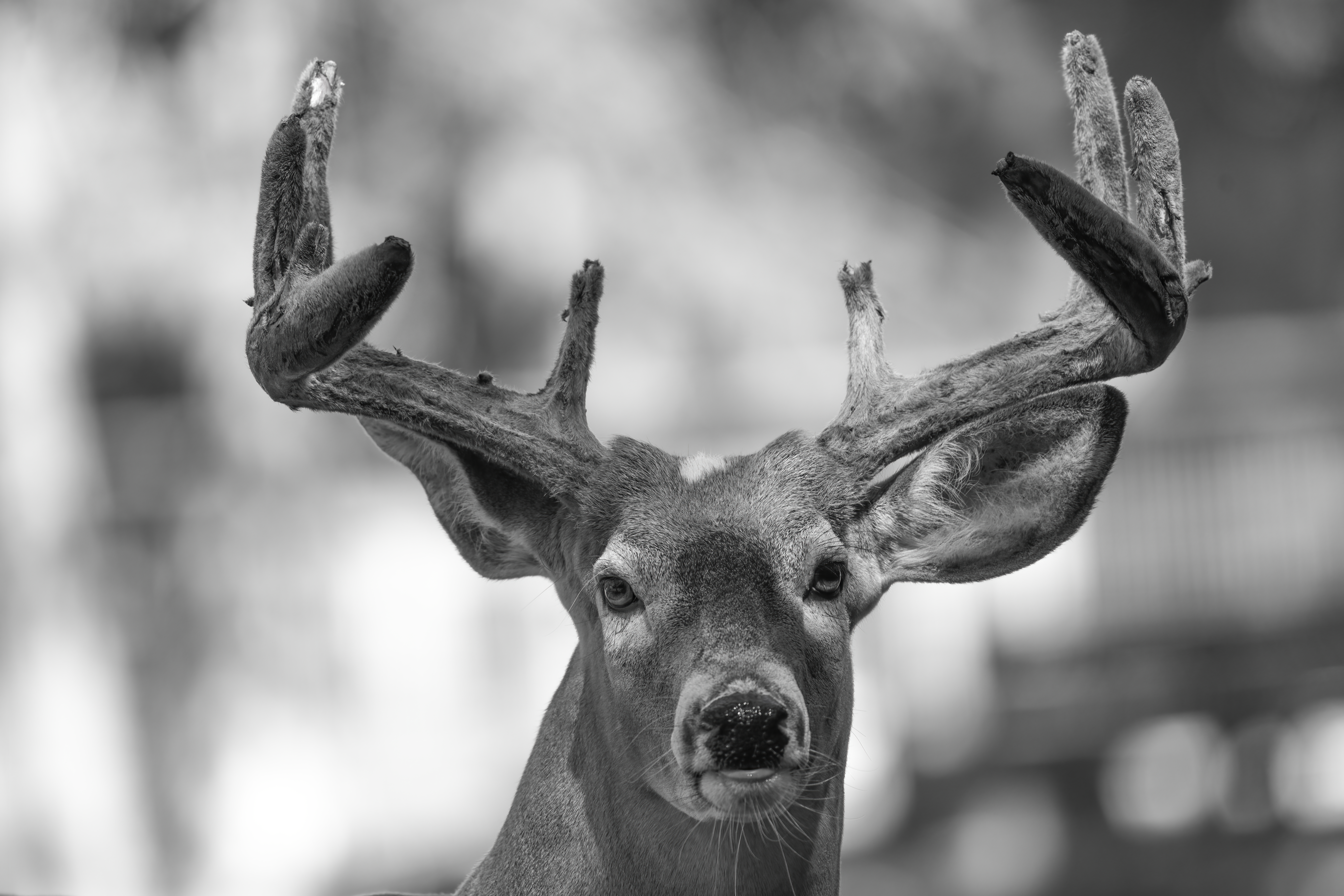 Wildlife — Deer 119 Fin