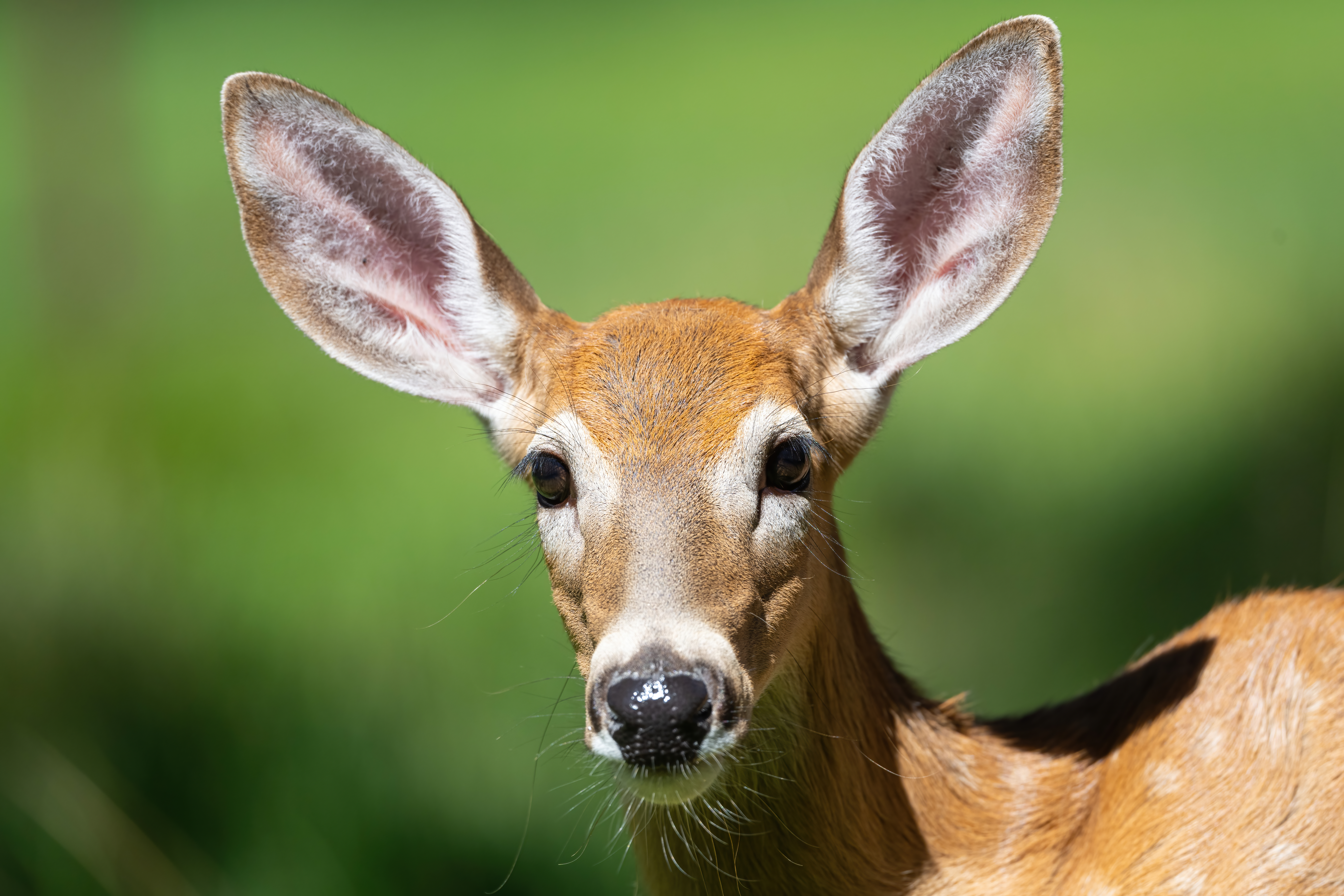 Wildlife — Deer 160 Fin