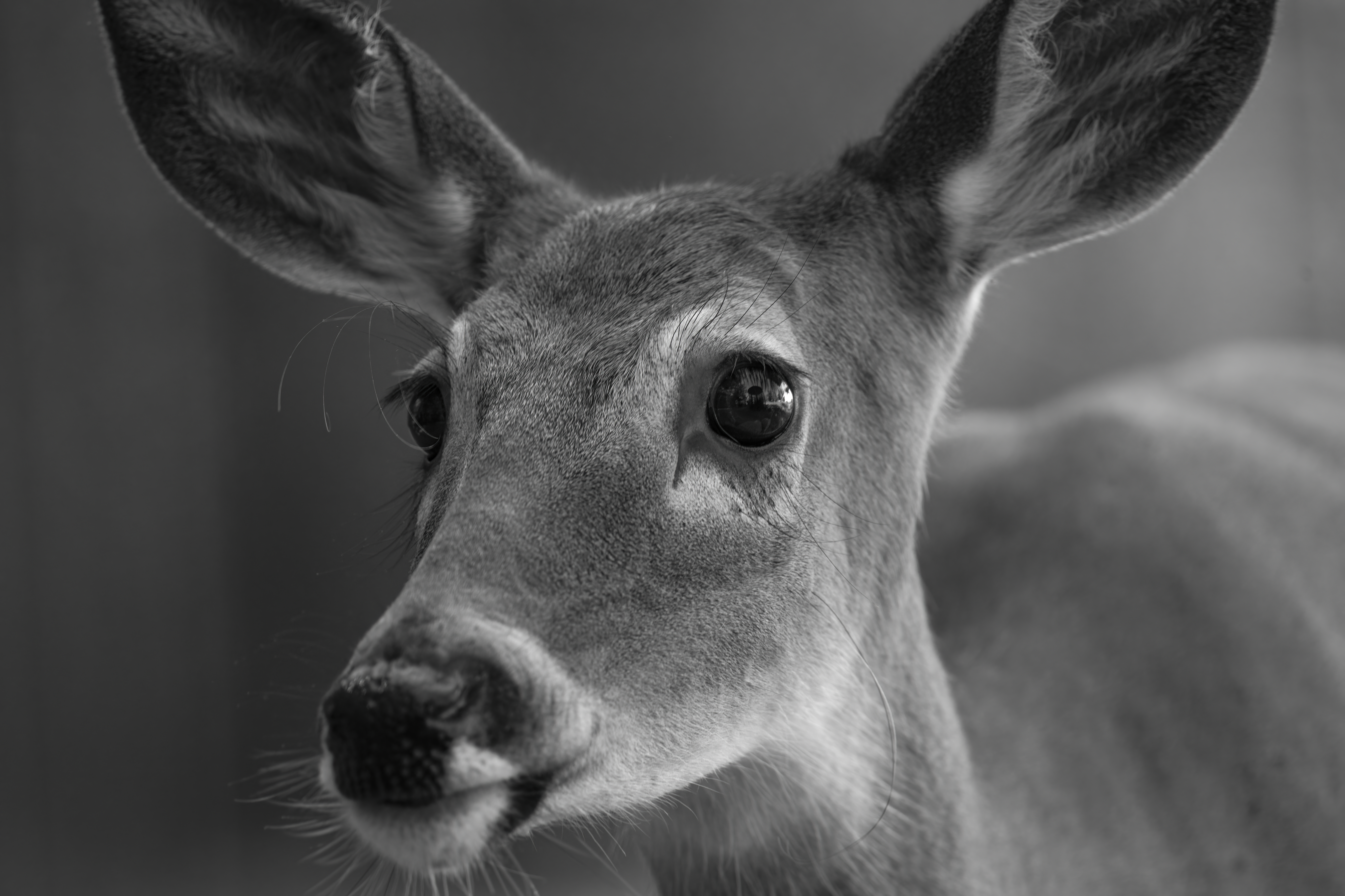 Wildlife — Deer 217 f