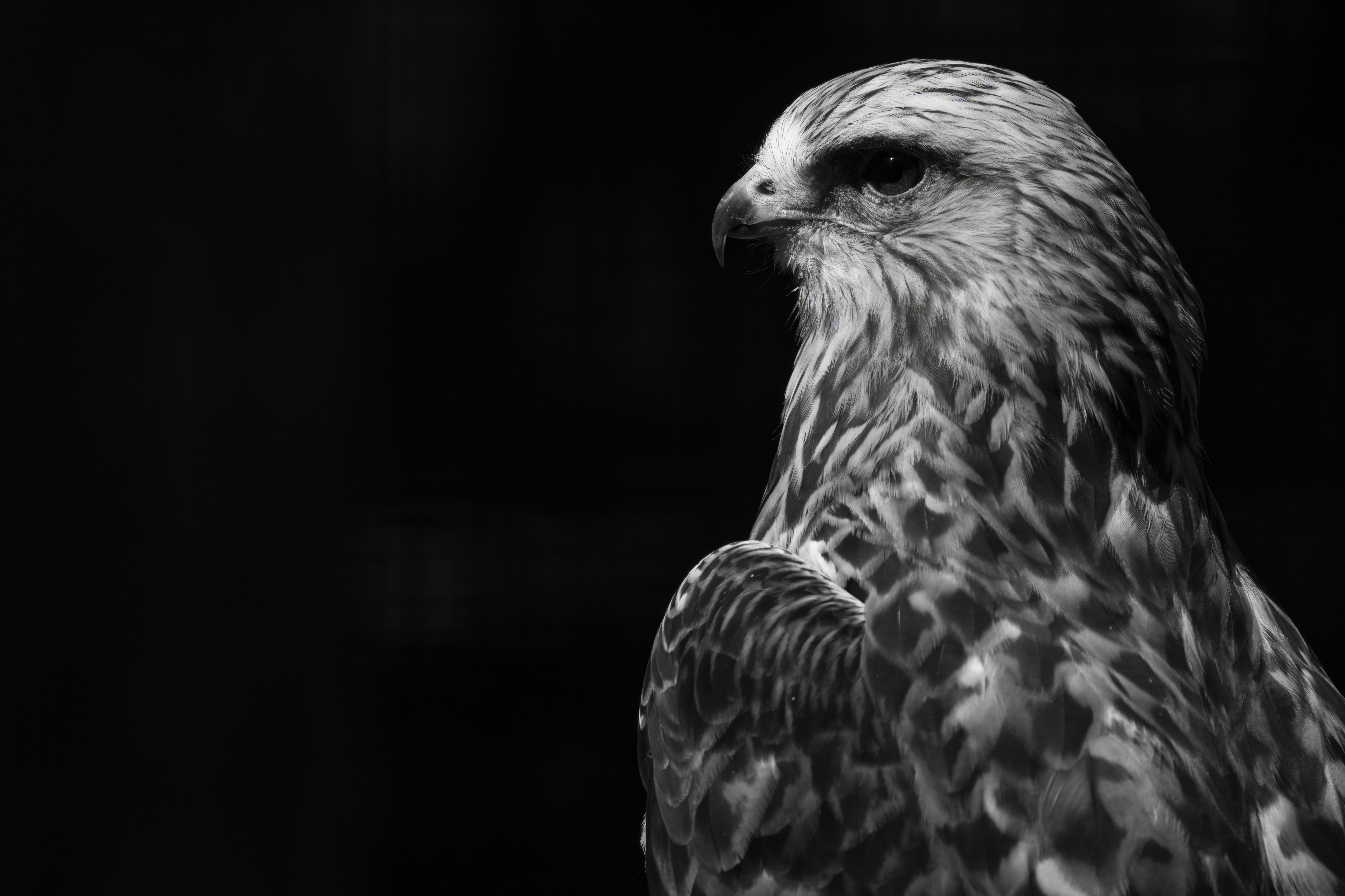 Wildlife — Deer 251 f