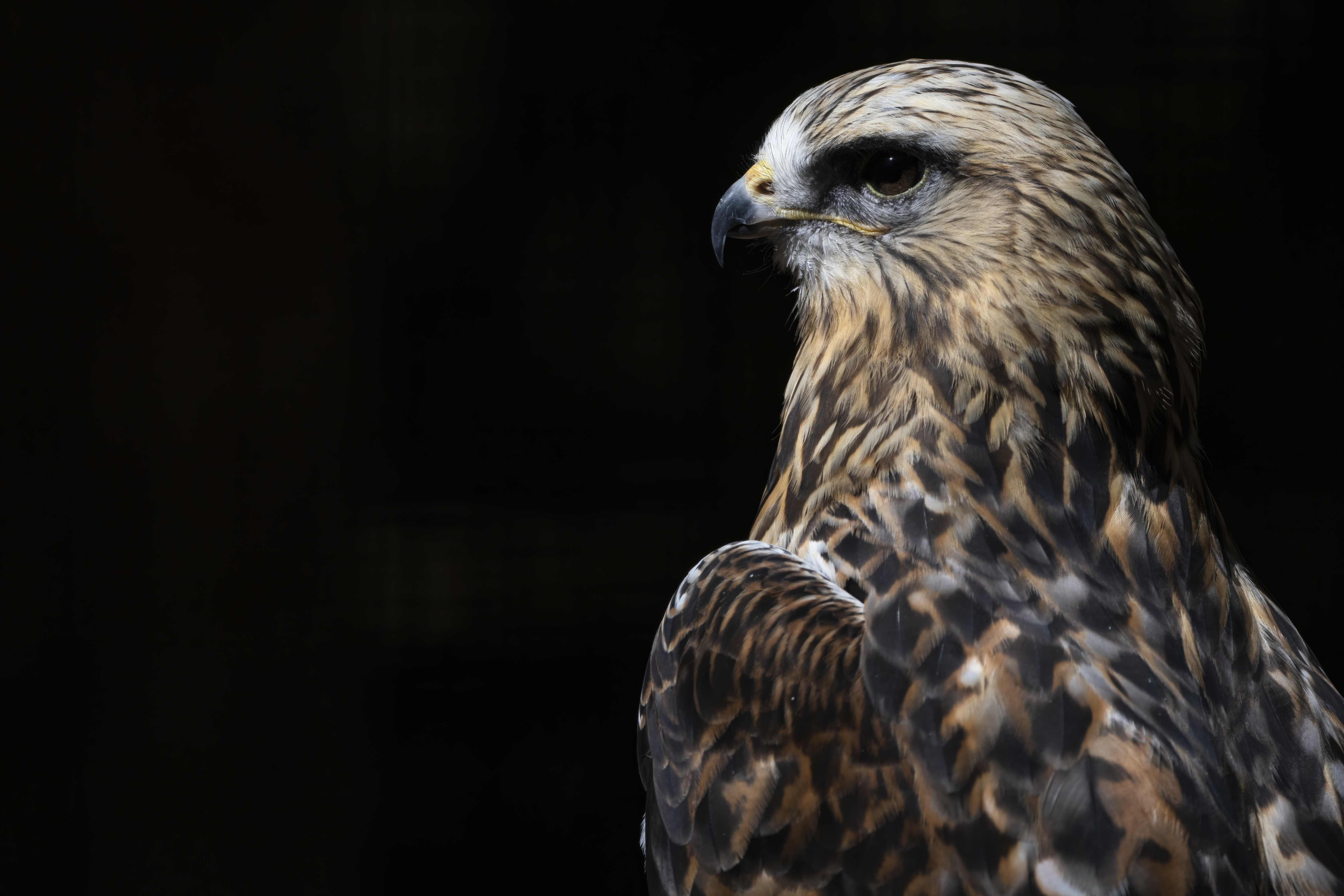 Wildlife — Deer 251 1 f