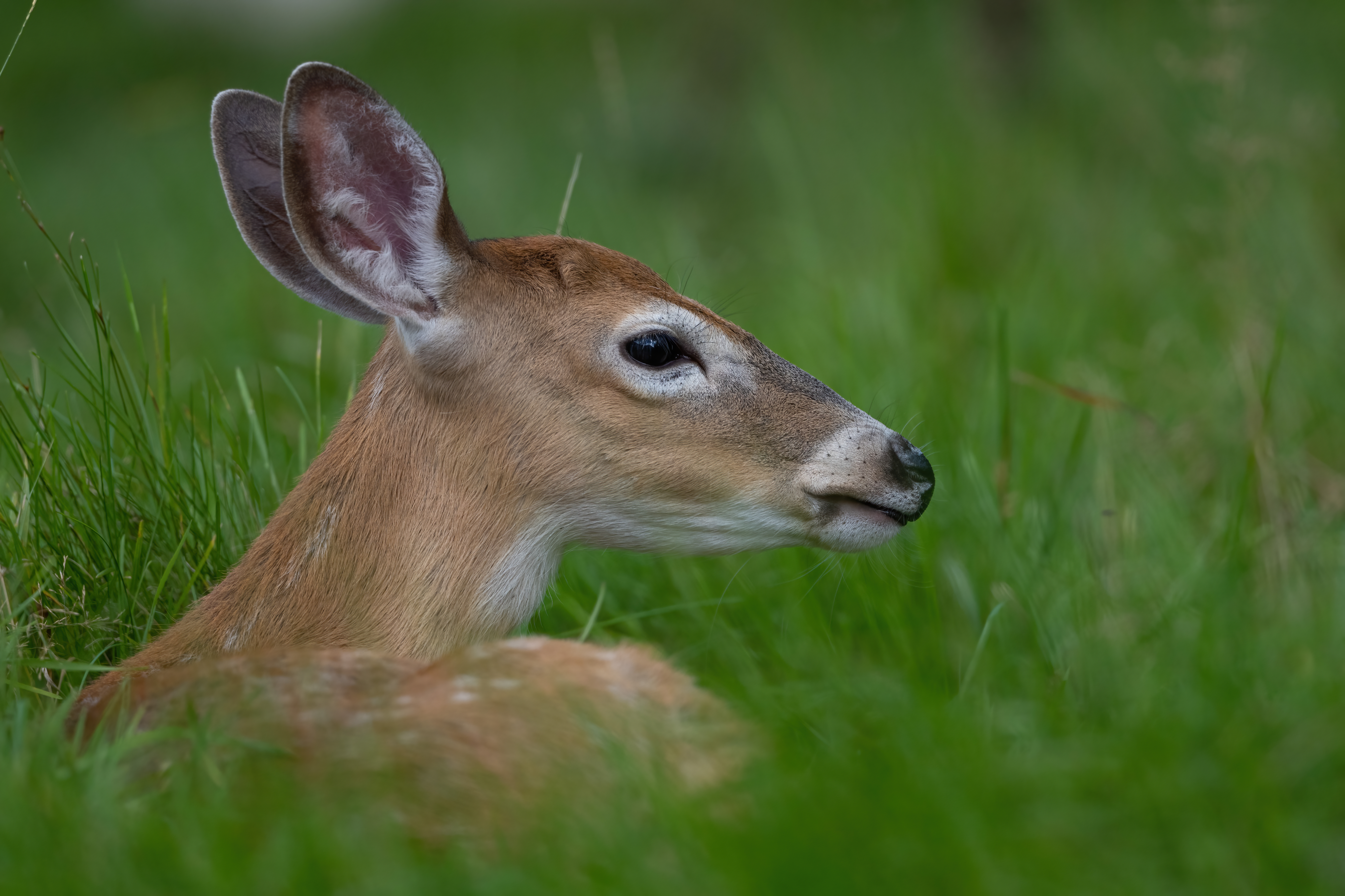 Wildlife — Deer 419 Fin