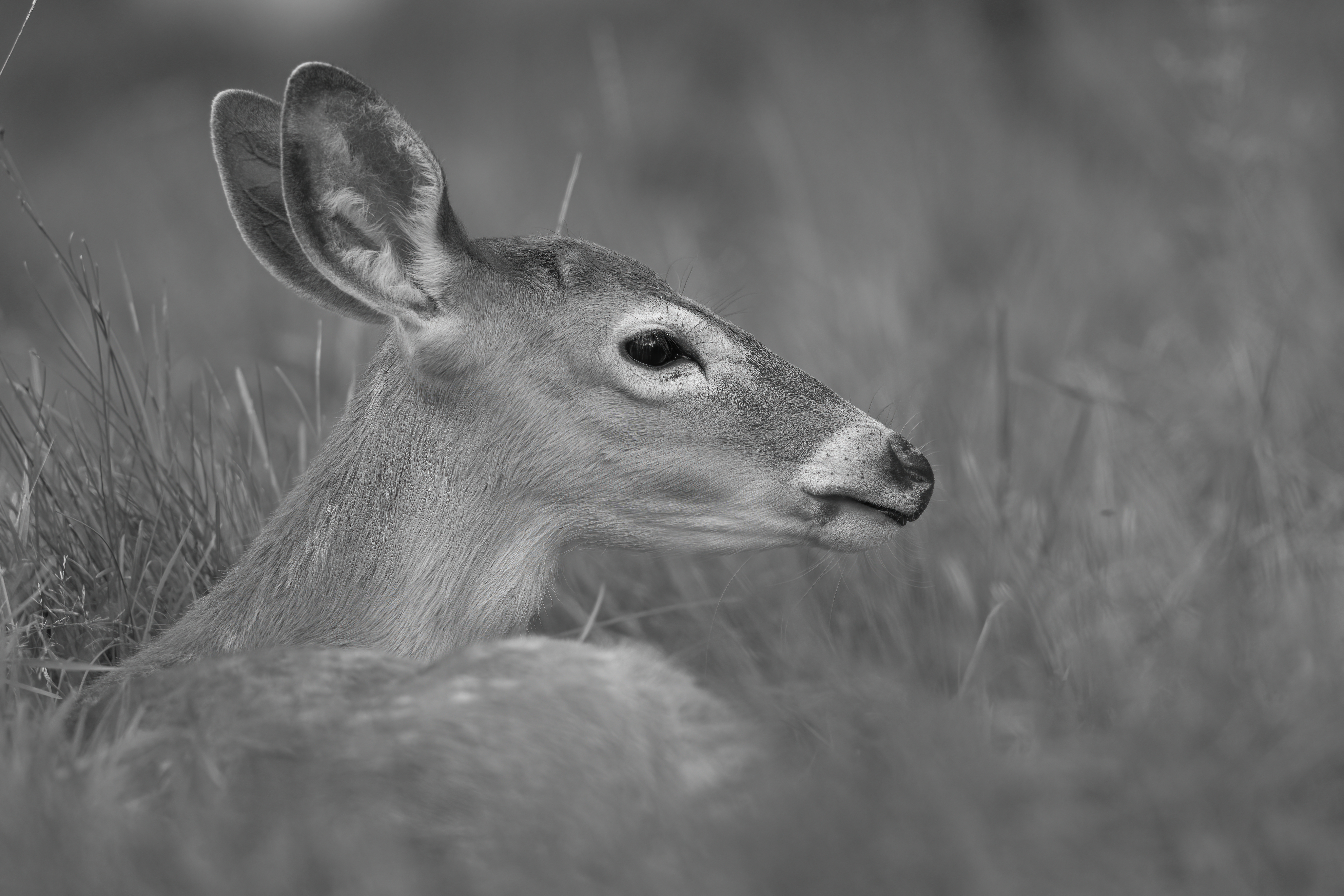 Wildlife — Deer 419 1 Fin