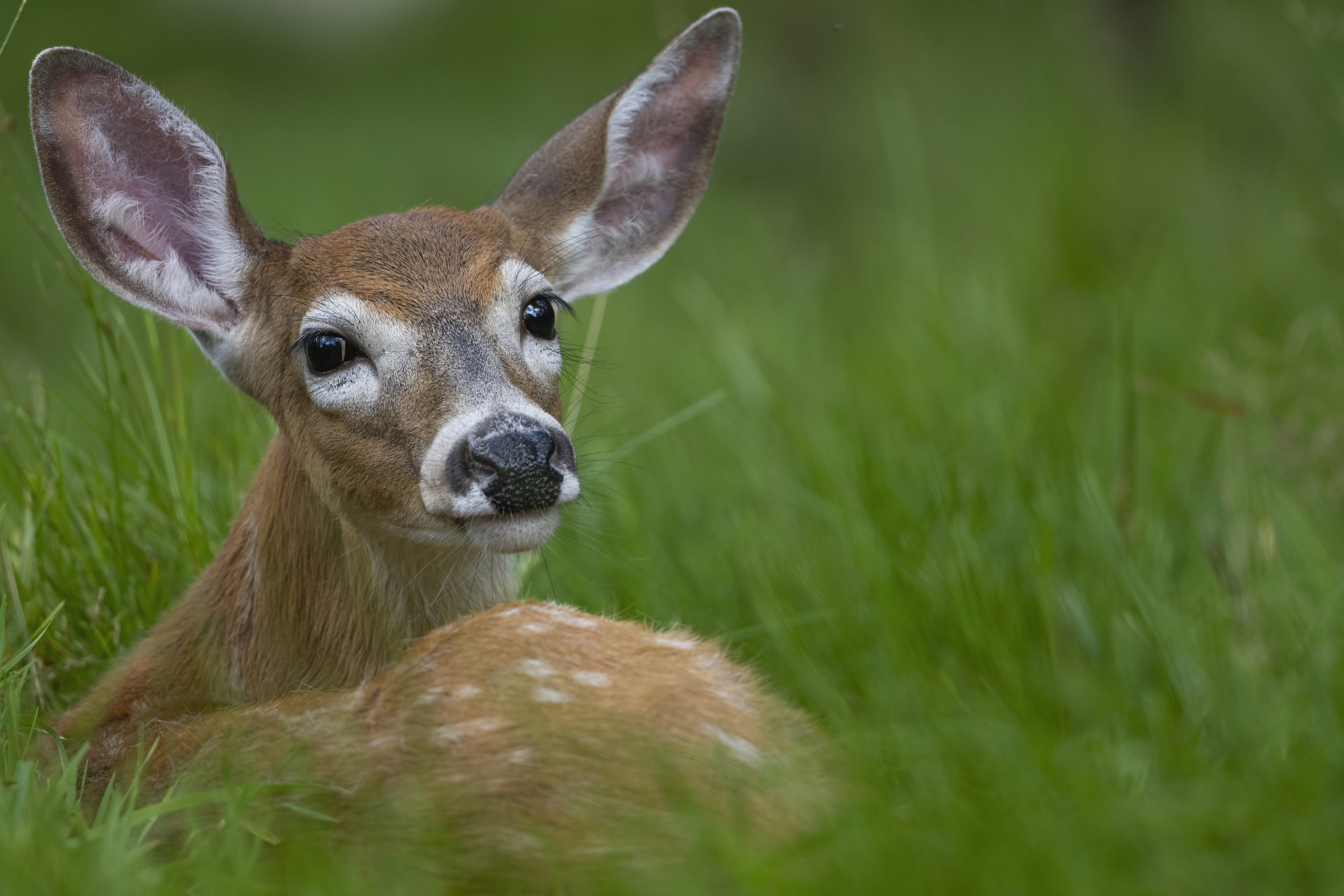 Wildlife — Deer 462 f