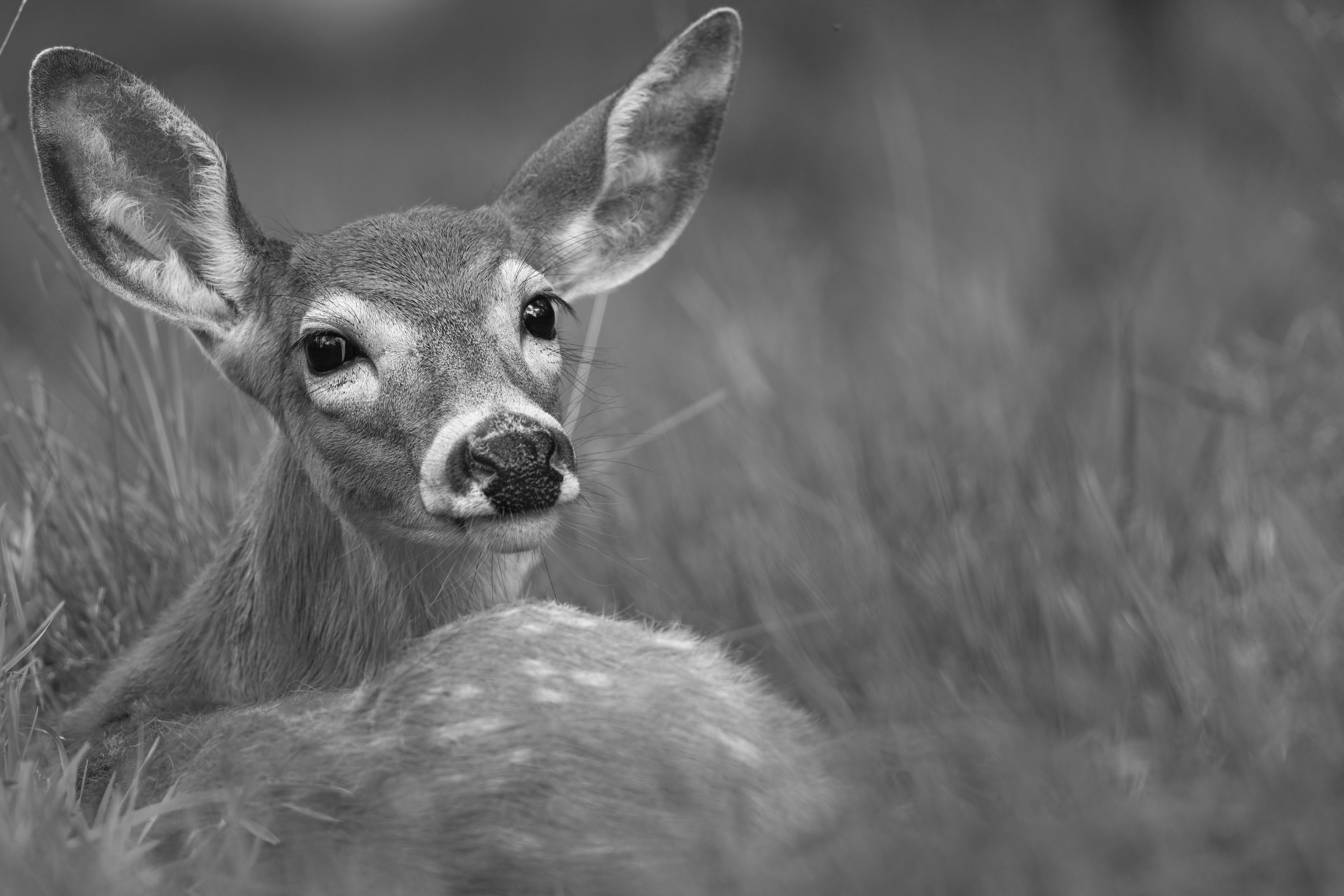 Wildlife — Deer 462 1 f