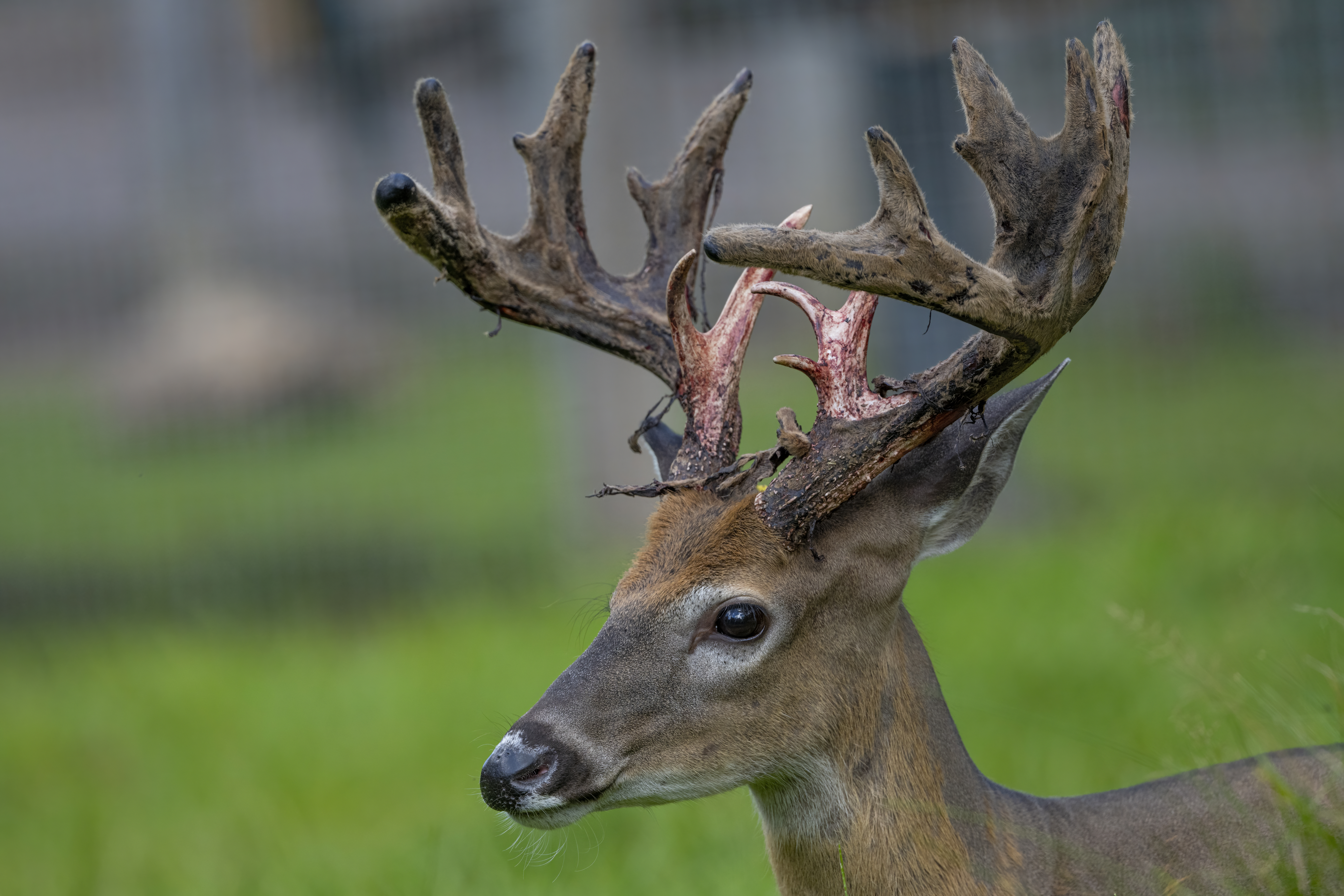 Wildlife — Deer 546 f