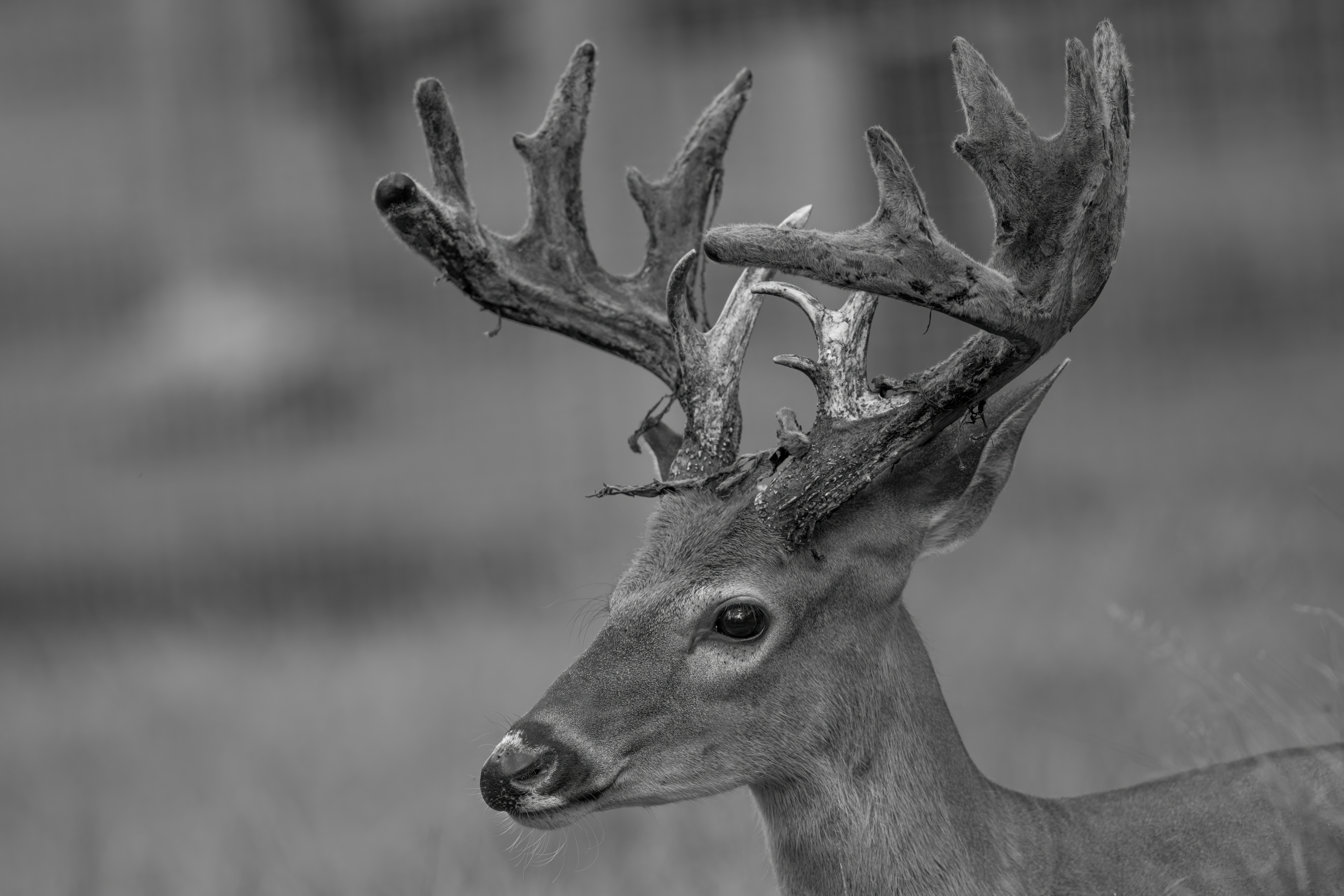 Wildlife — Deer 546 1 f