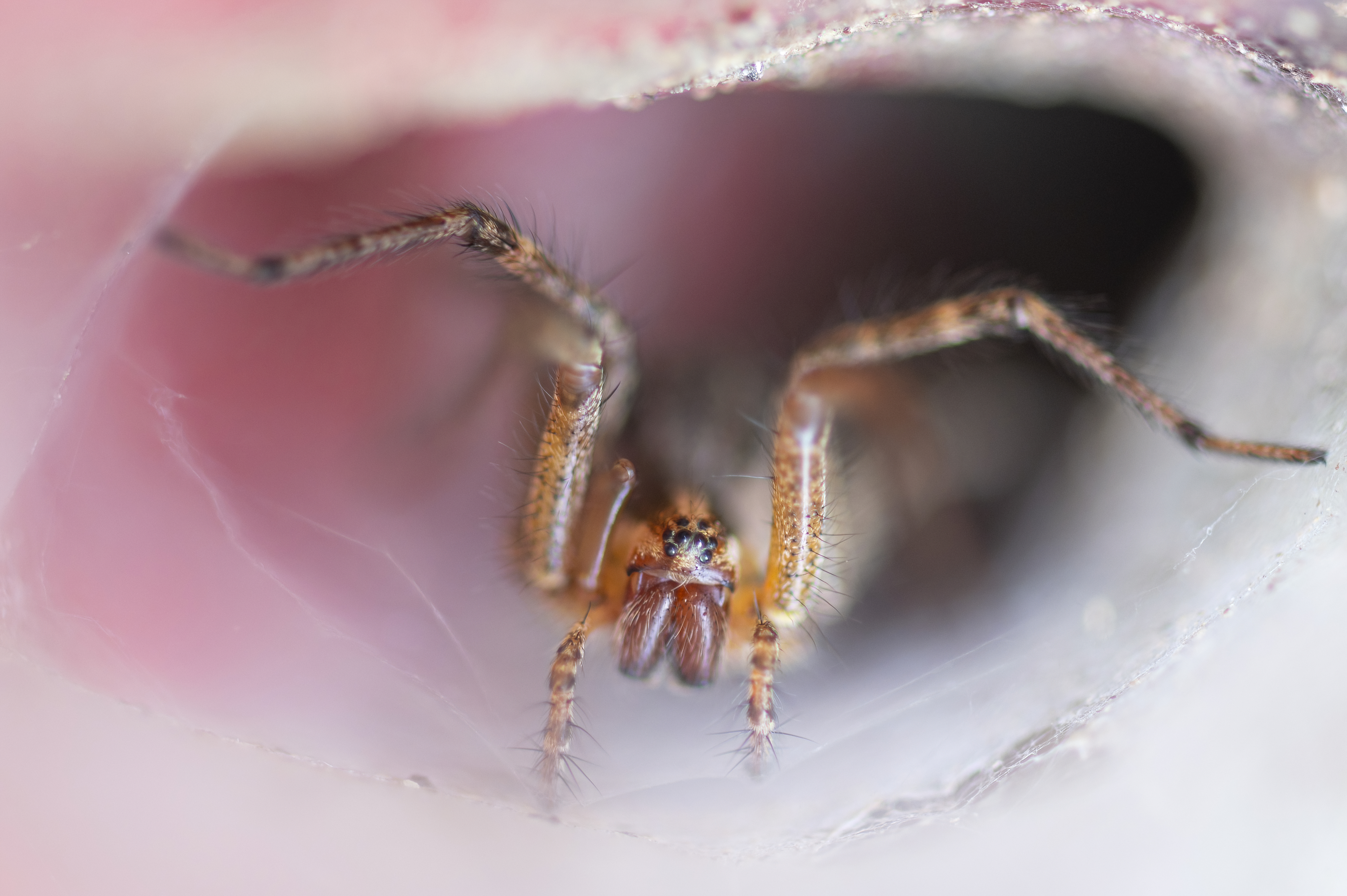 Wildlife — Spiddy43 f