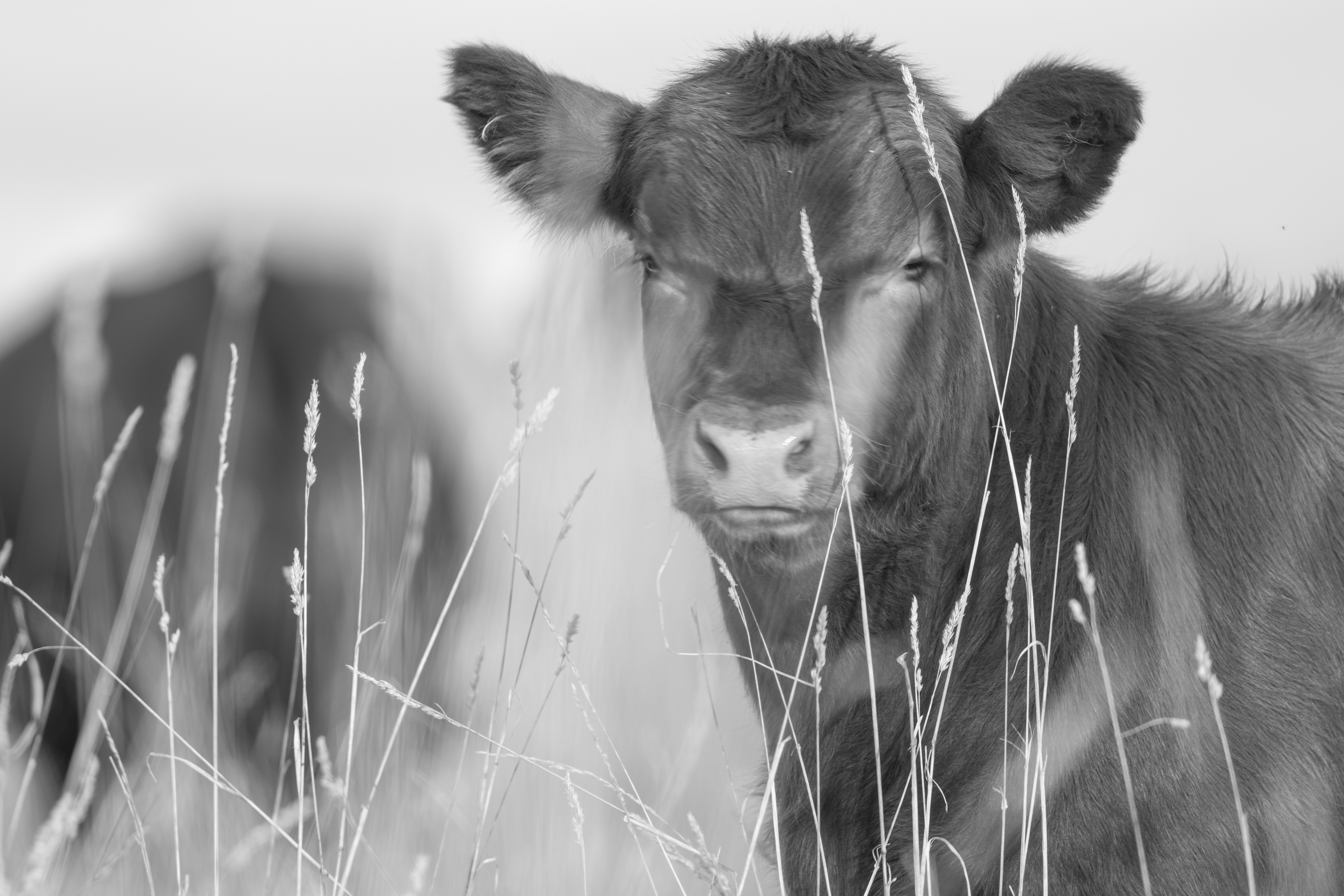 Wildlife — WI Deer029