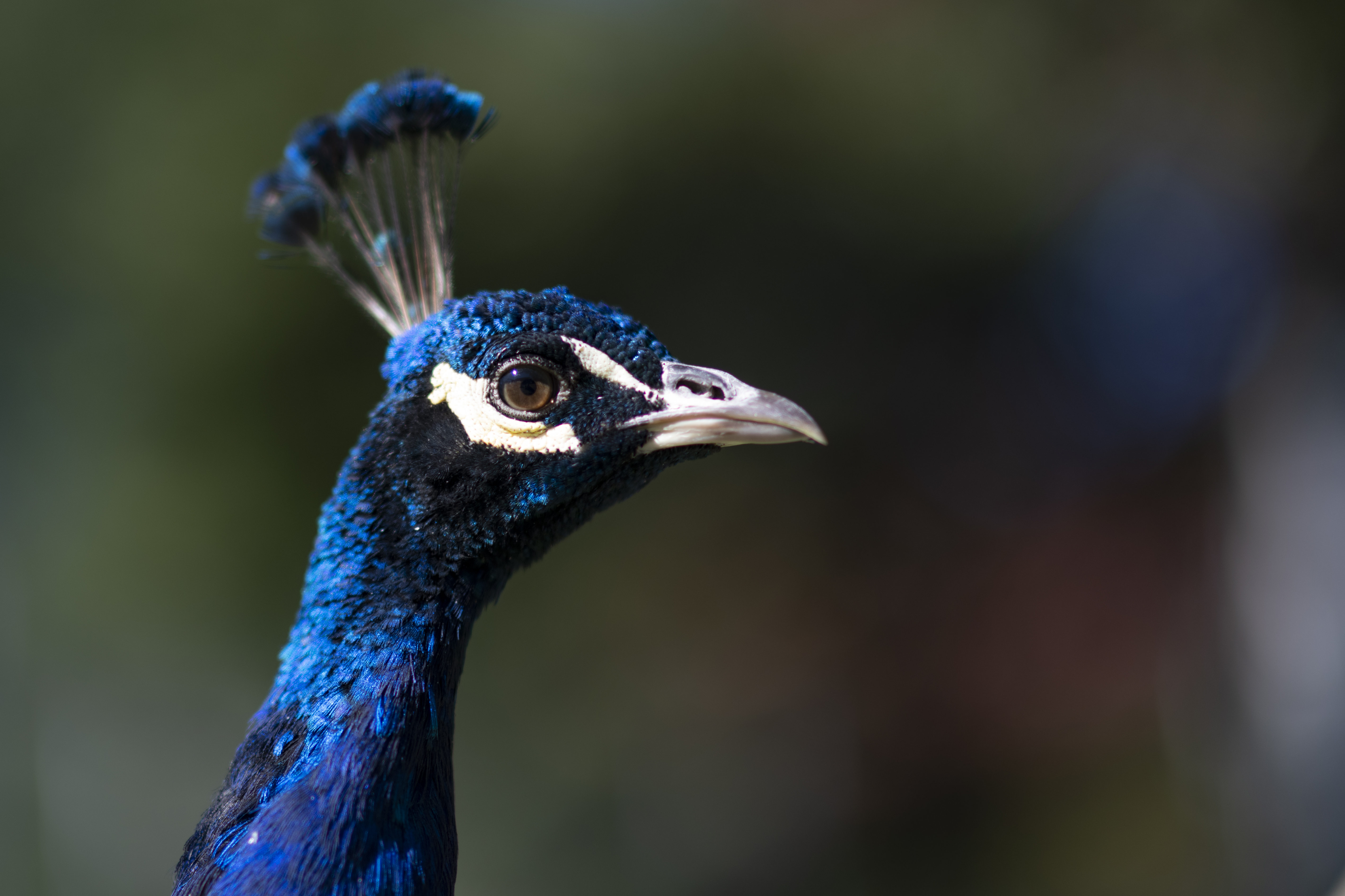 Wildlife — WI Deer050