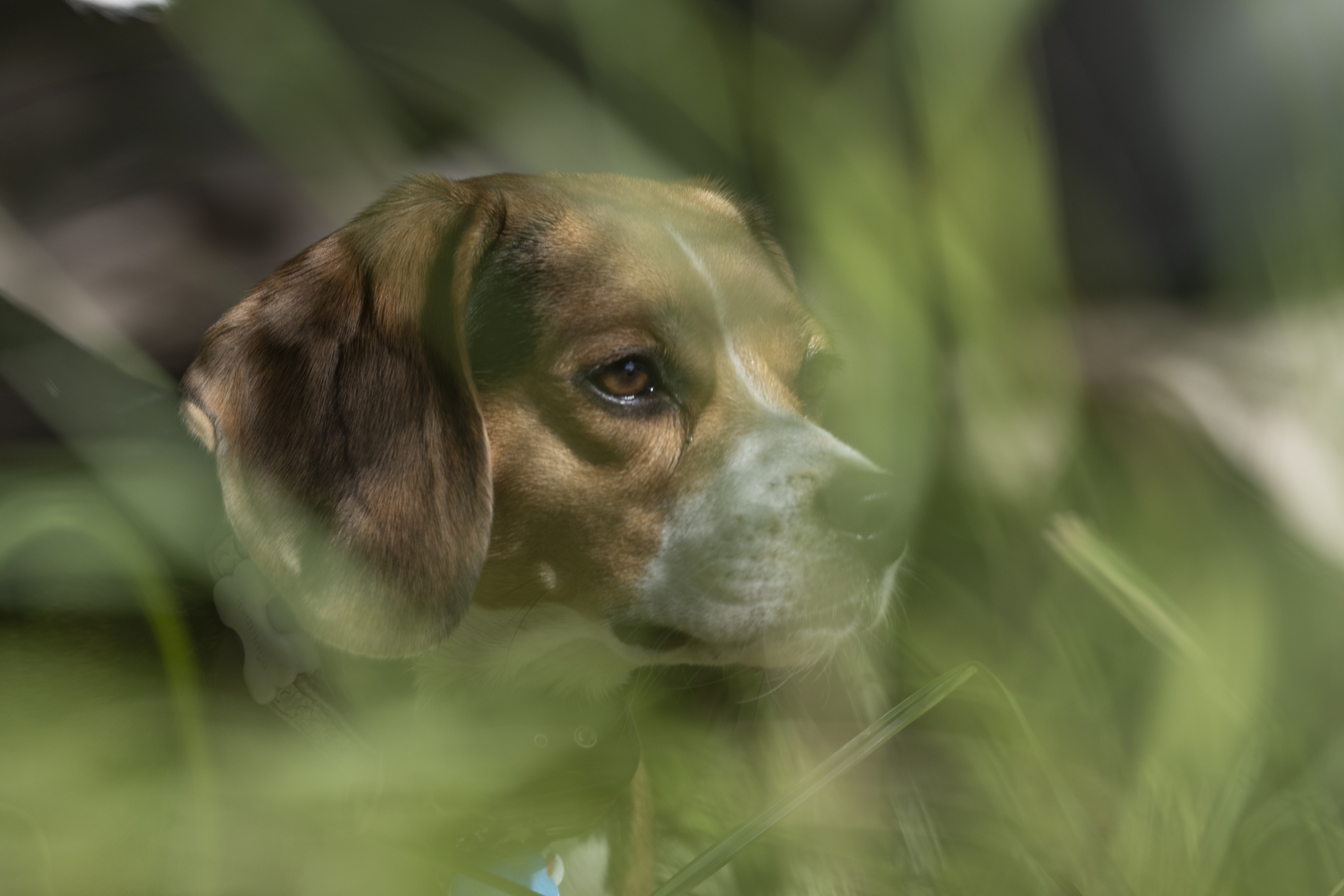 Wildlife — WI Deer547