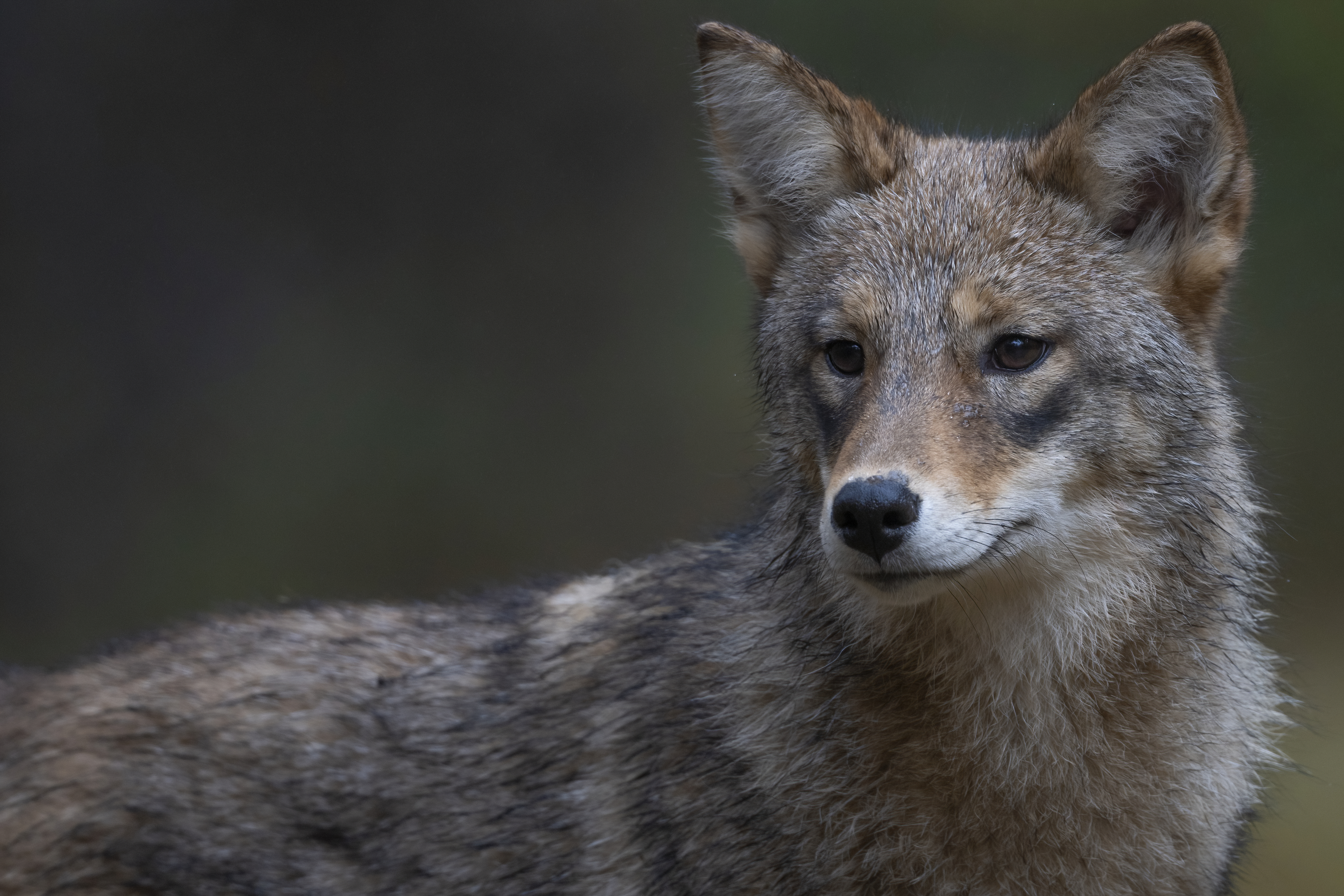 Wildlife — Fluffy 01002 f