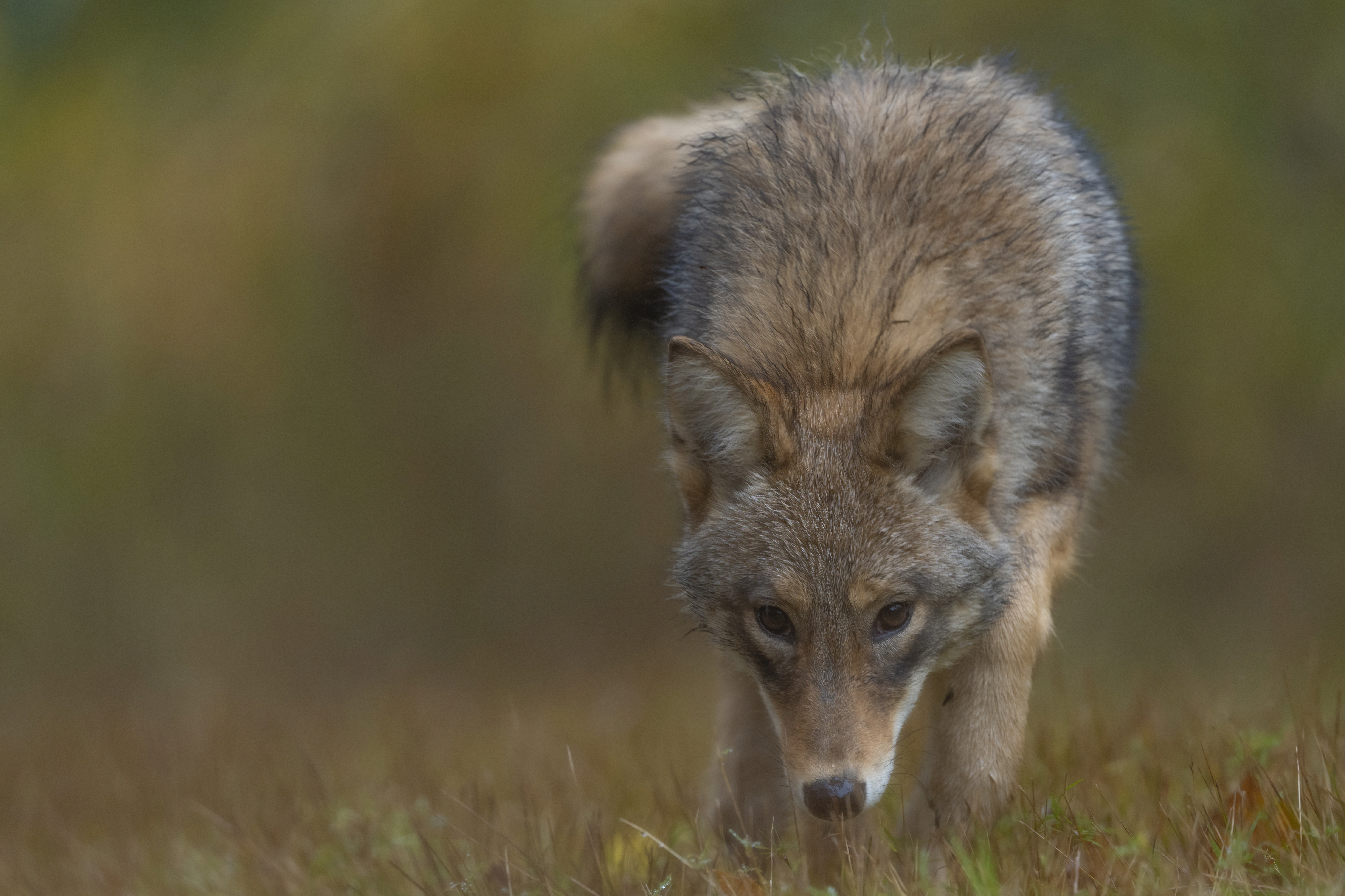 Wildlife — Fluffy 01063 f