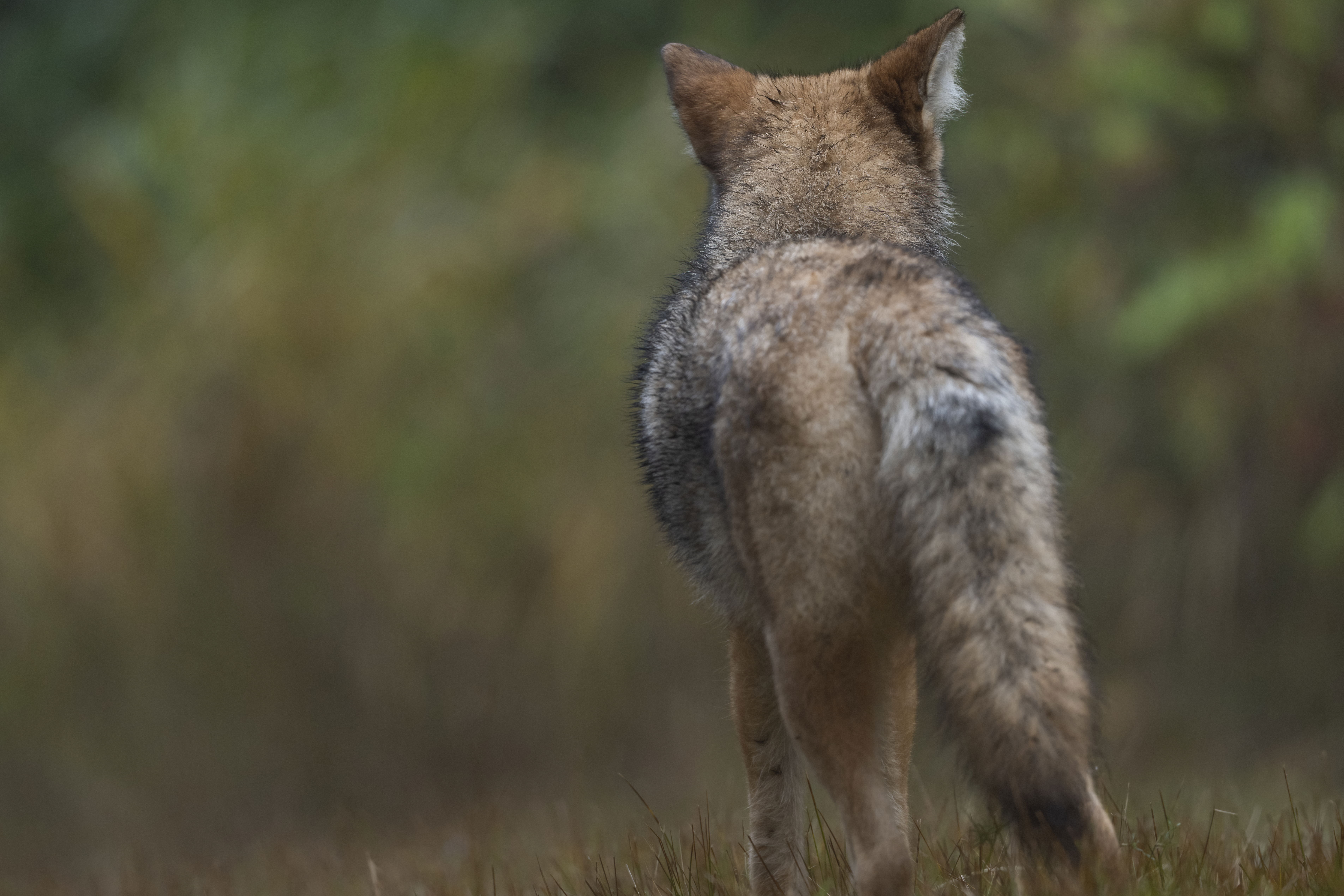 Wildlife — Fluffy 01111 f